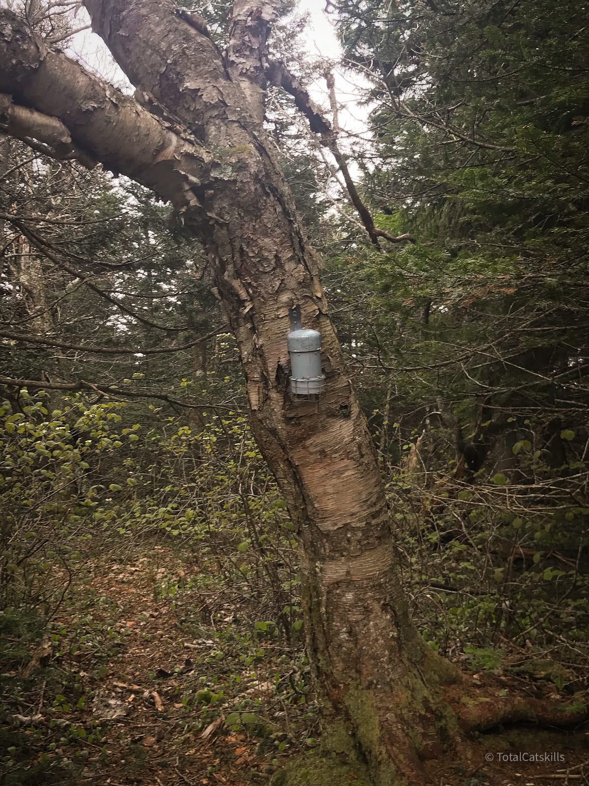 canister affixed to tree
