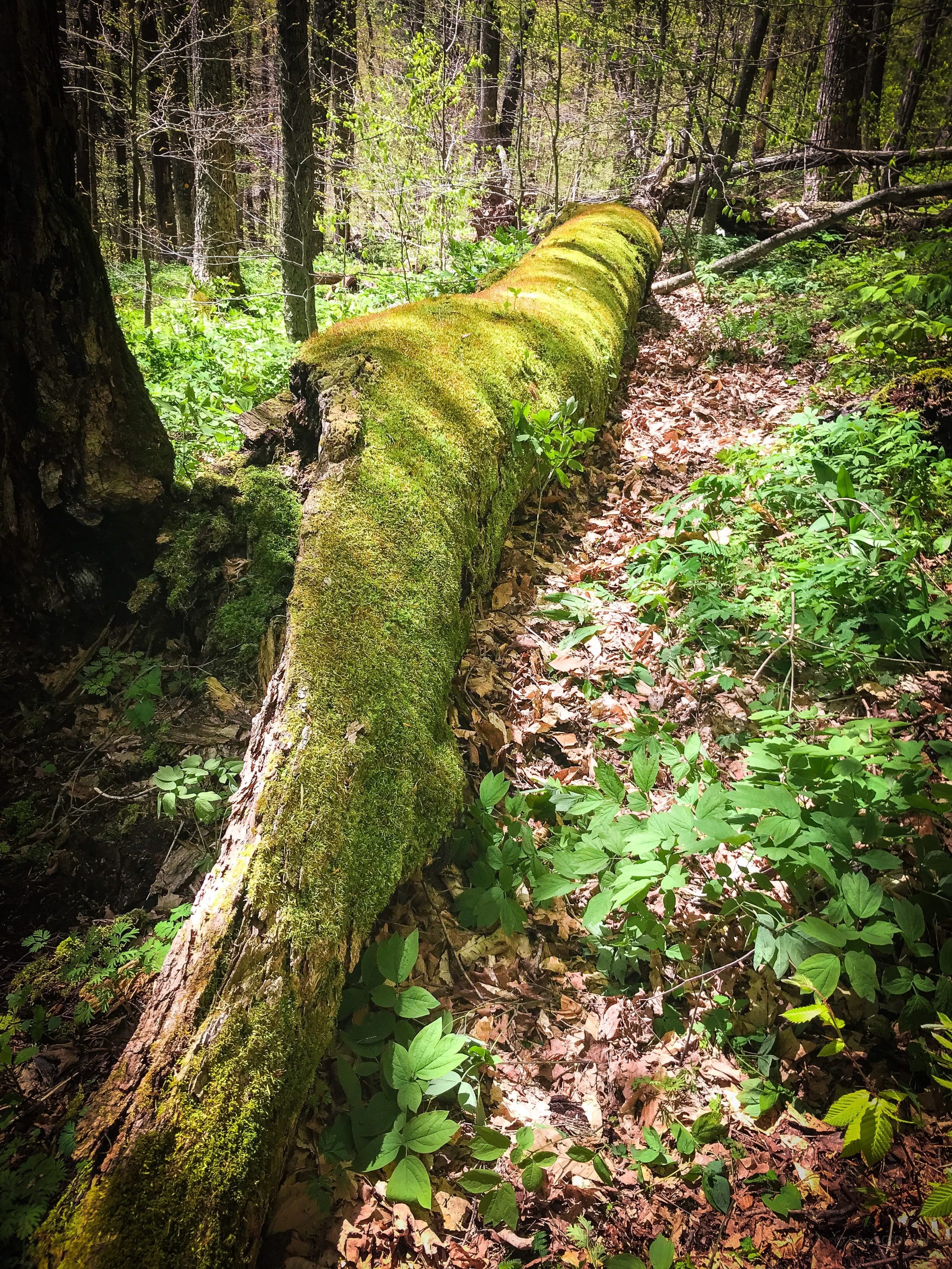 Huge moss-covered log in Mine Hollow
