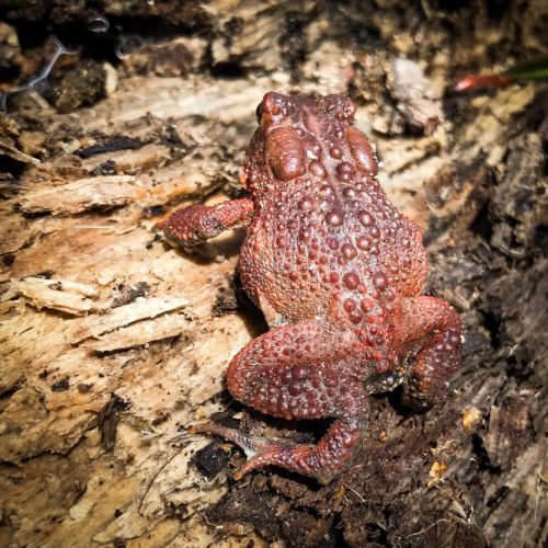 American Toad on blowdown log