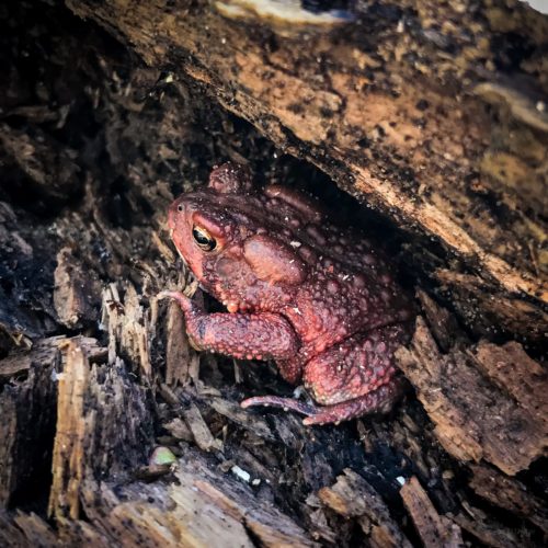 American Toad in Log