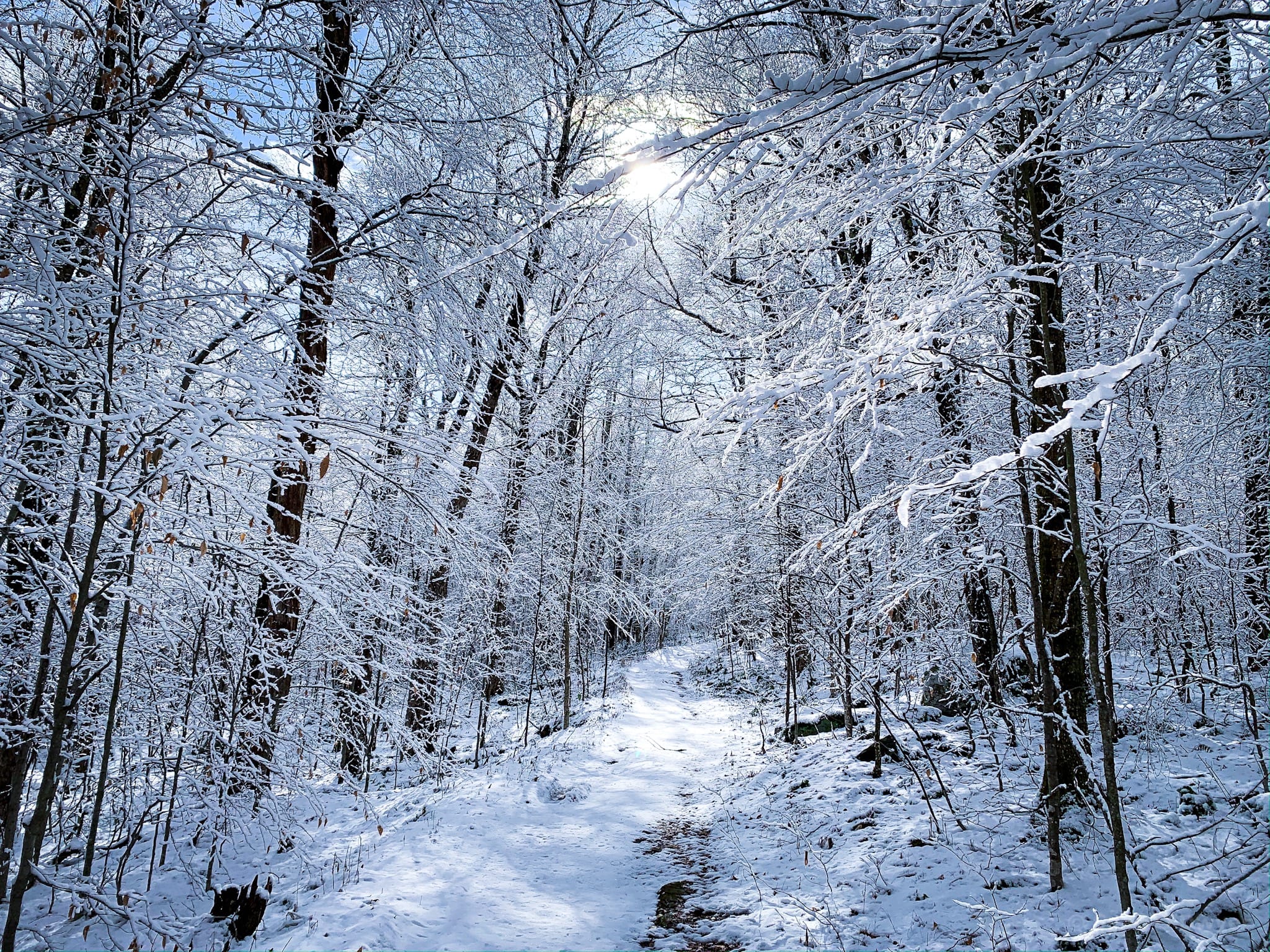 snow-covered trees on hiking trail