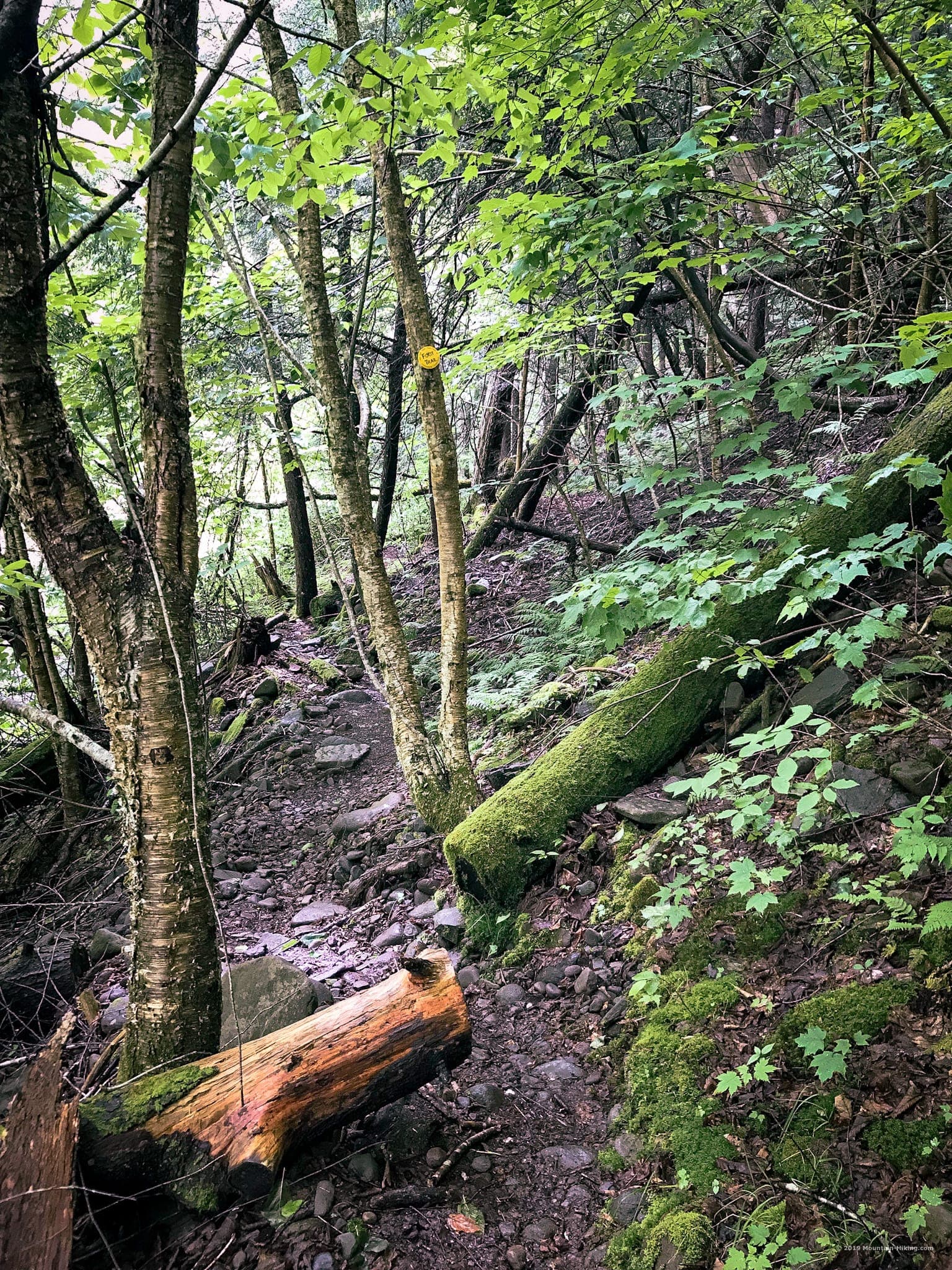 trail with cut tree