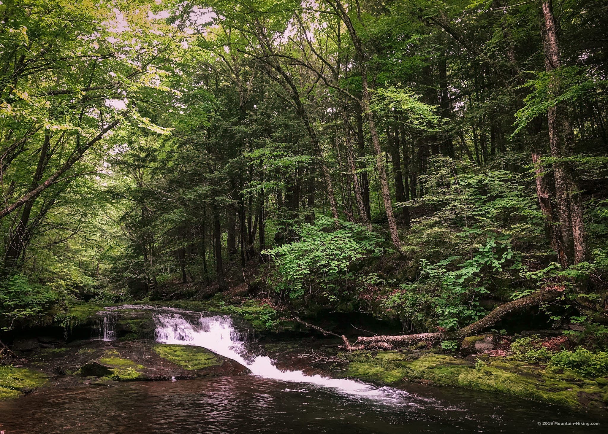 brook trees
