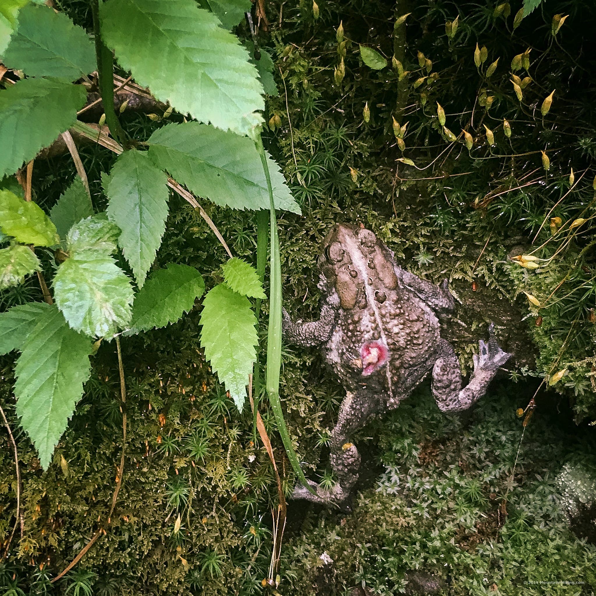 north american toad