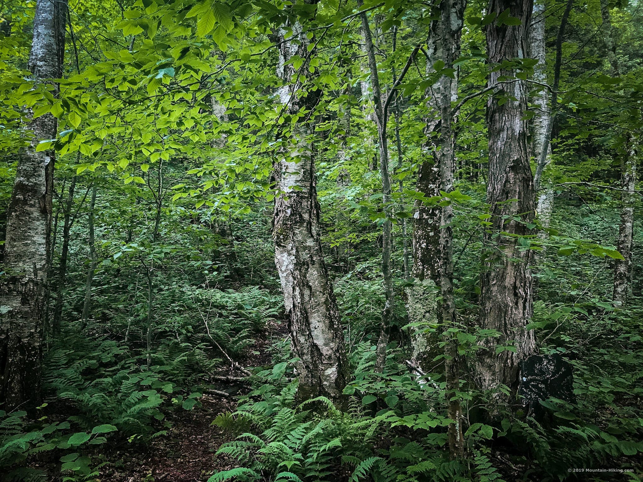 trees on hiking trail in woods