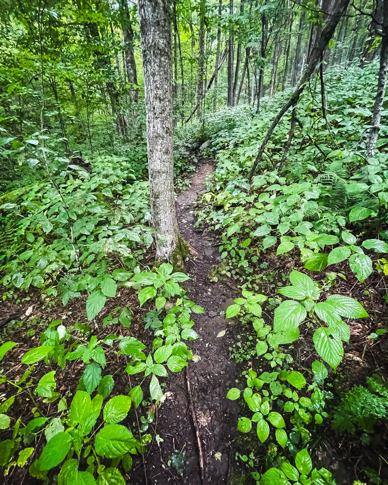 herd path through nettles