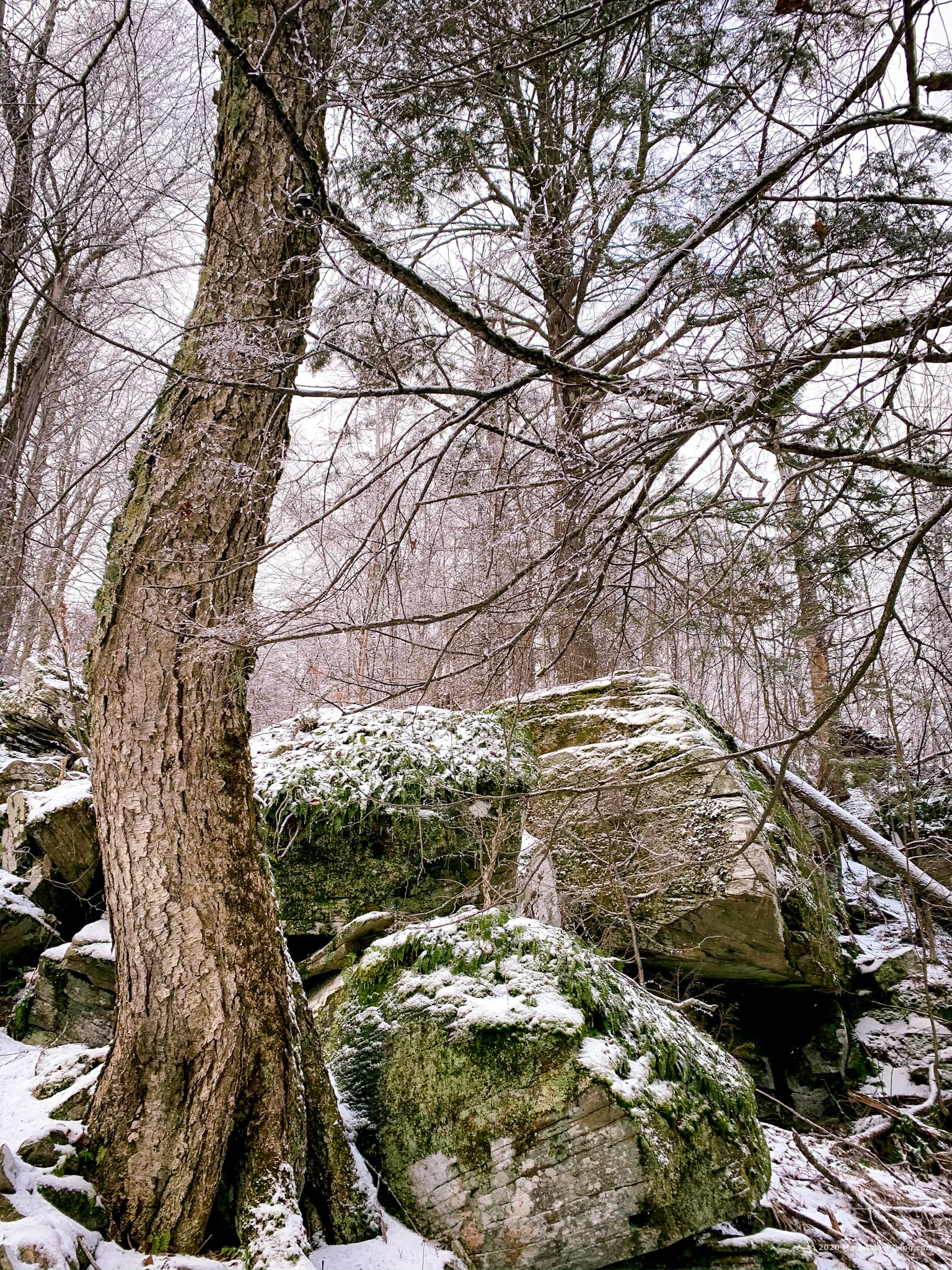 Tree and boulders, Catskills, Wittenberg