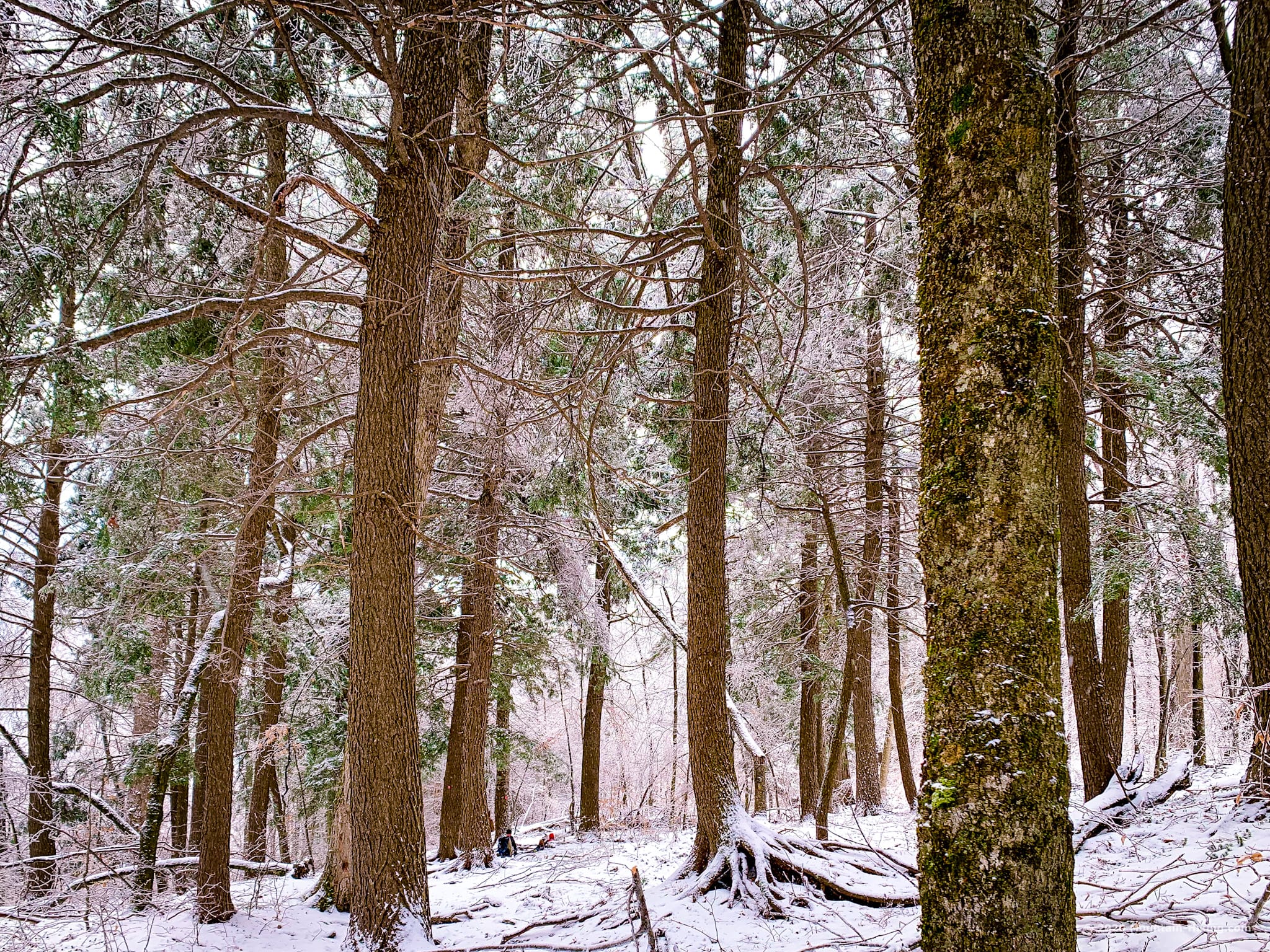 Hiking trail, Wittenberg, Catskills