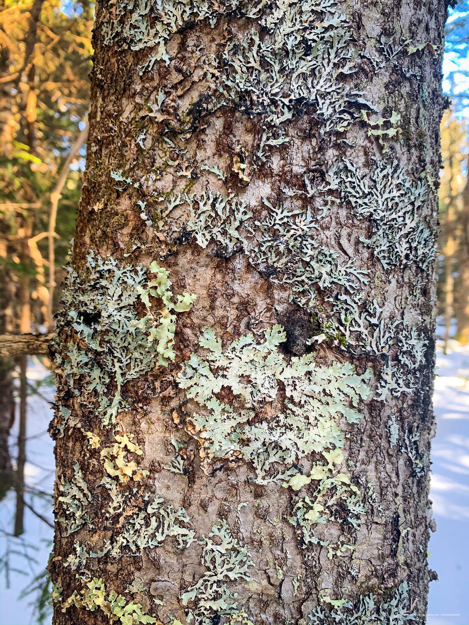 lichens on tree trunk