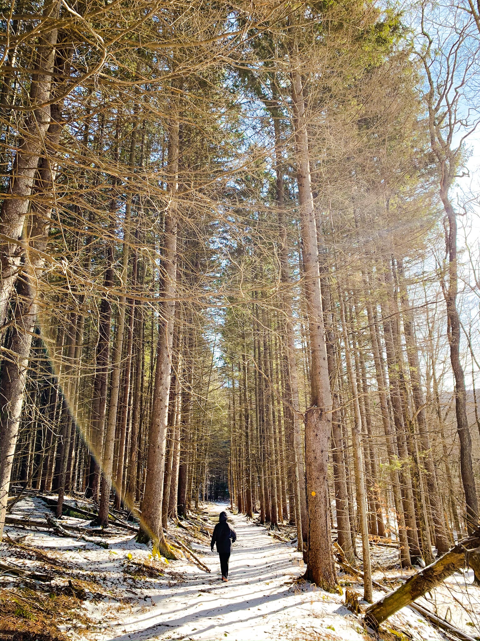 hiker in snow among spruce forest