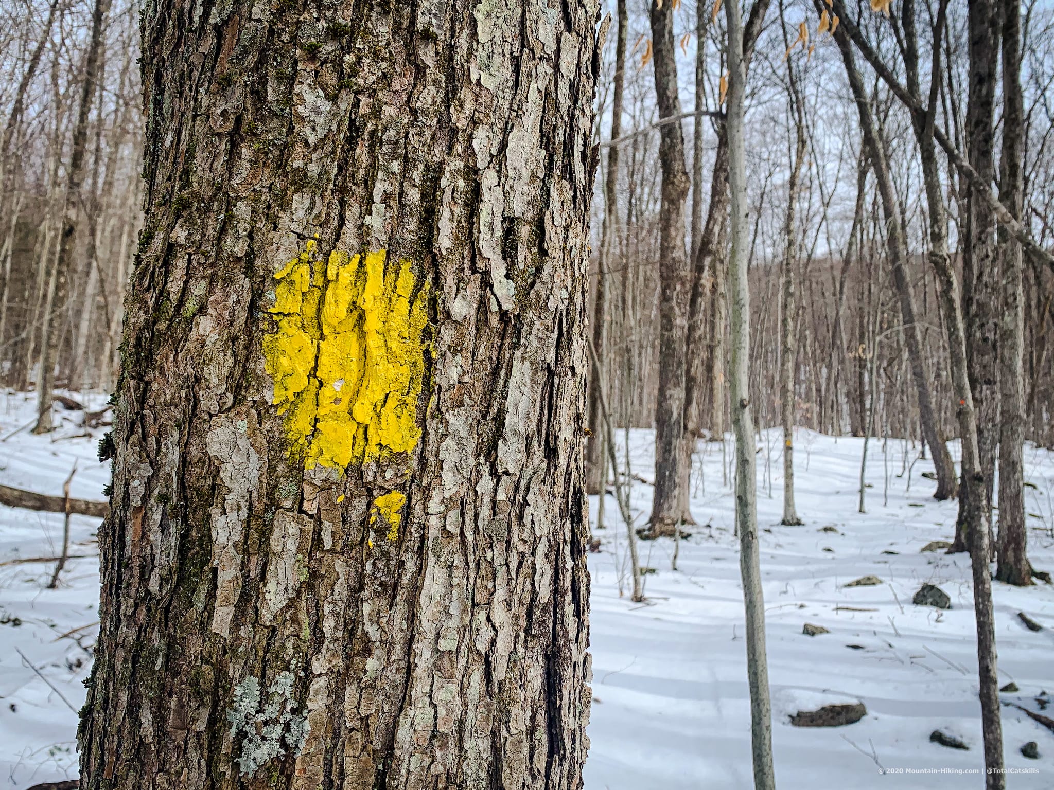 yellow blaze on tree