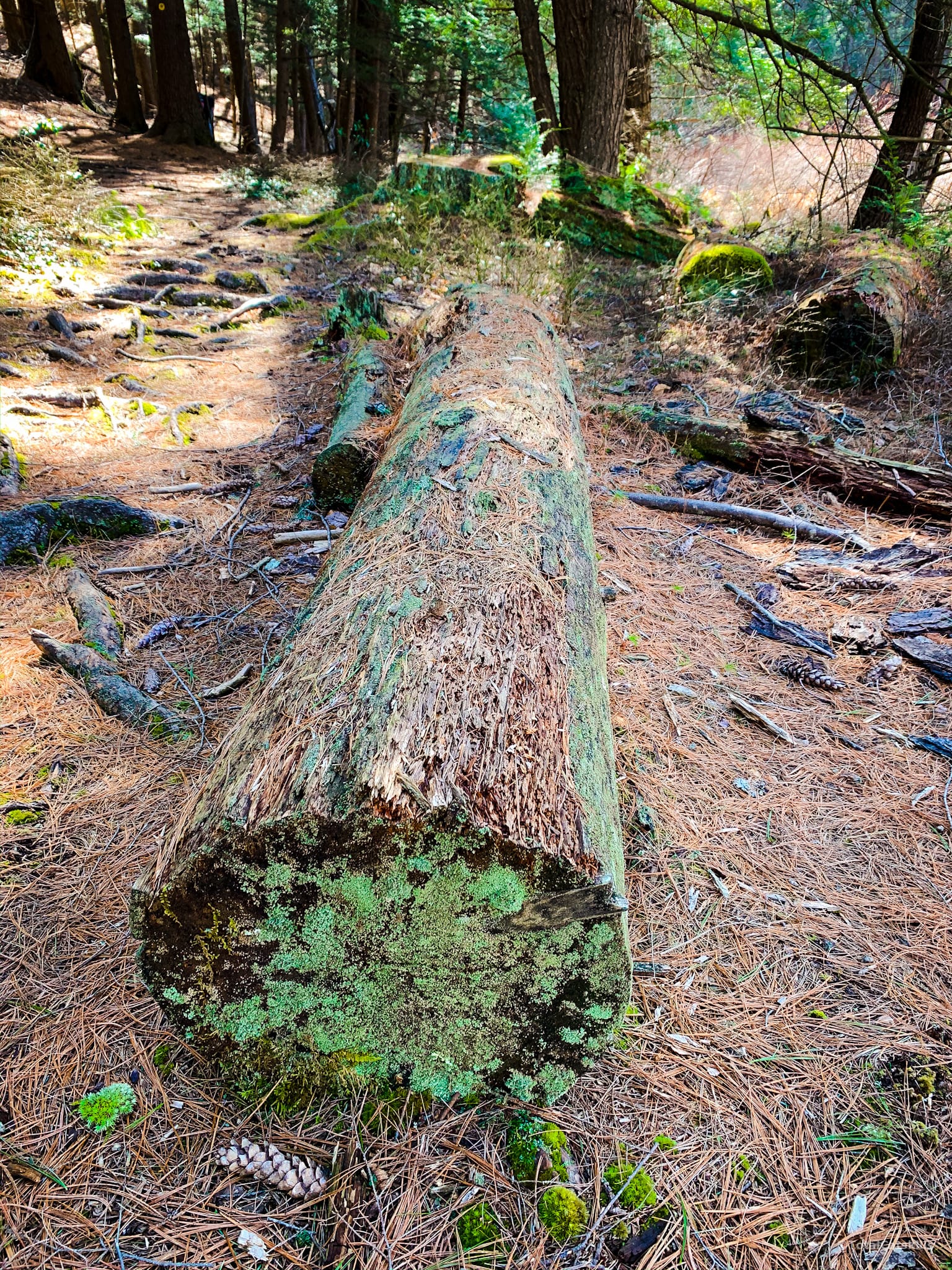 old log in woods, moss, lichen