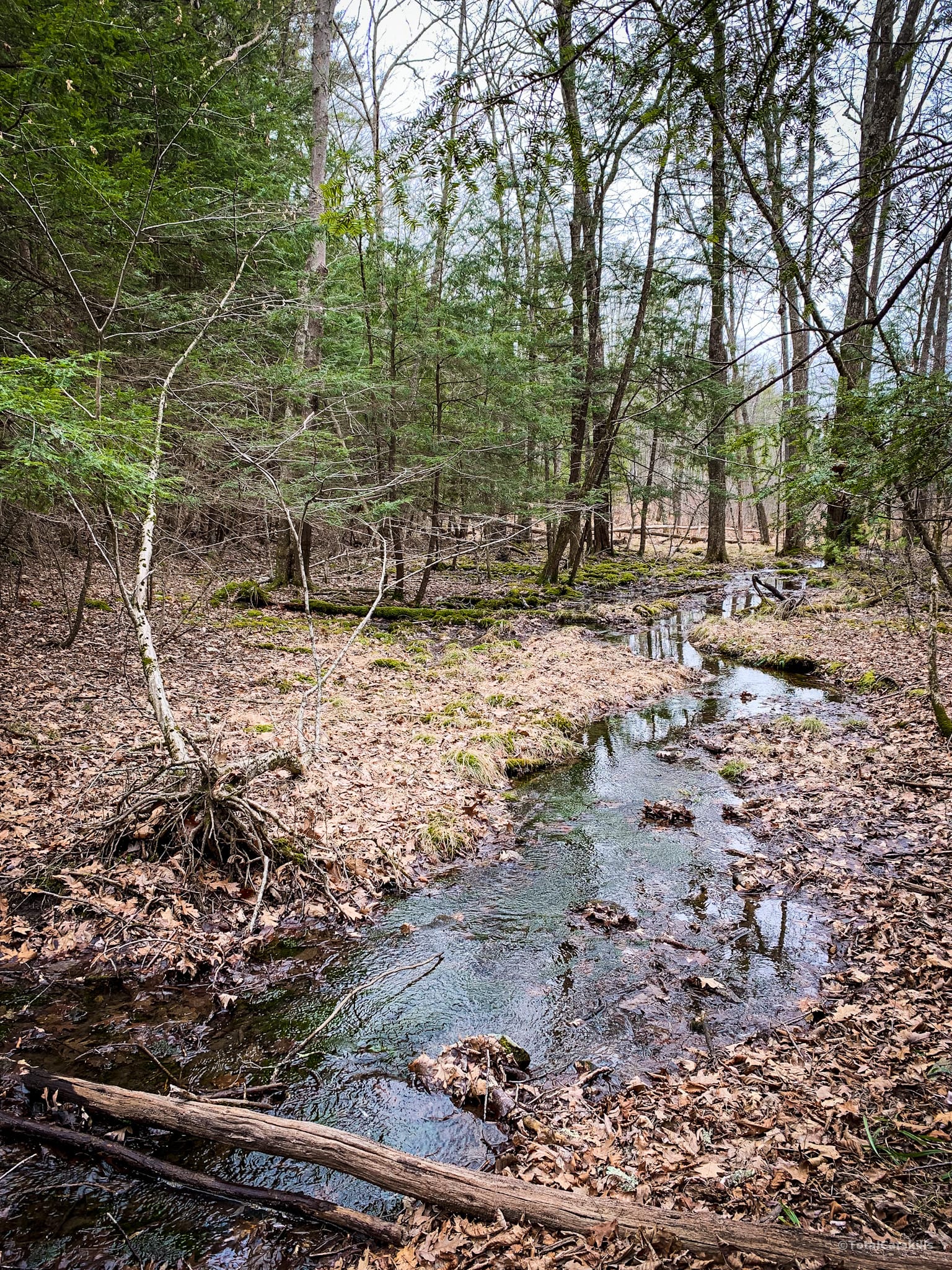 Catskill stream and woods
