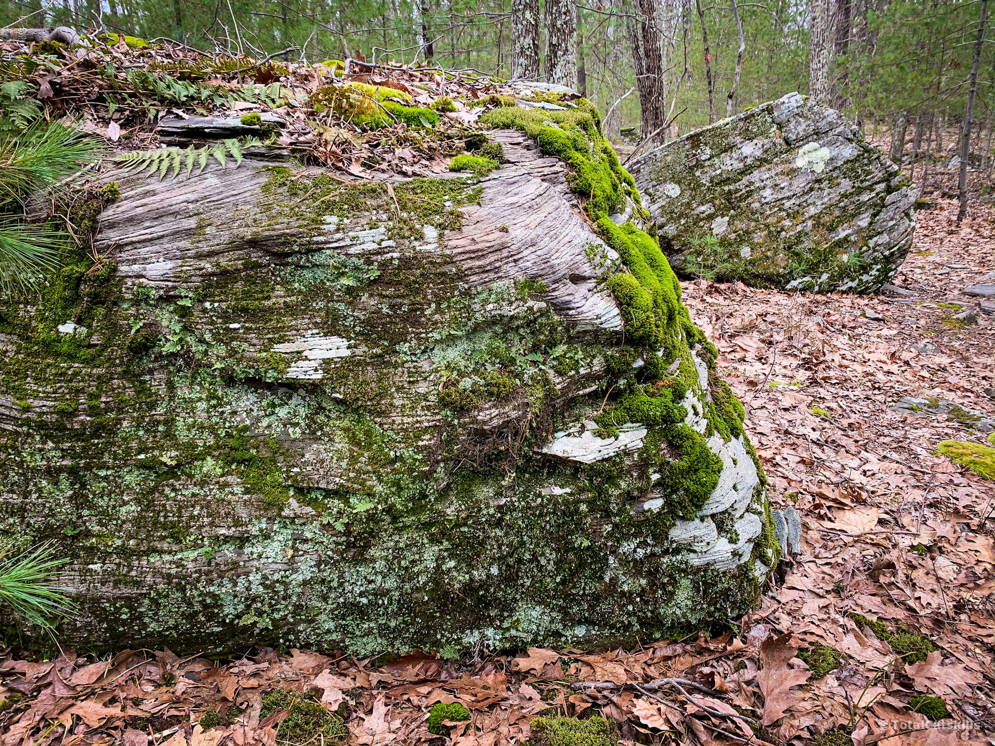 moss and lichen on boulder