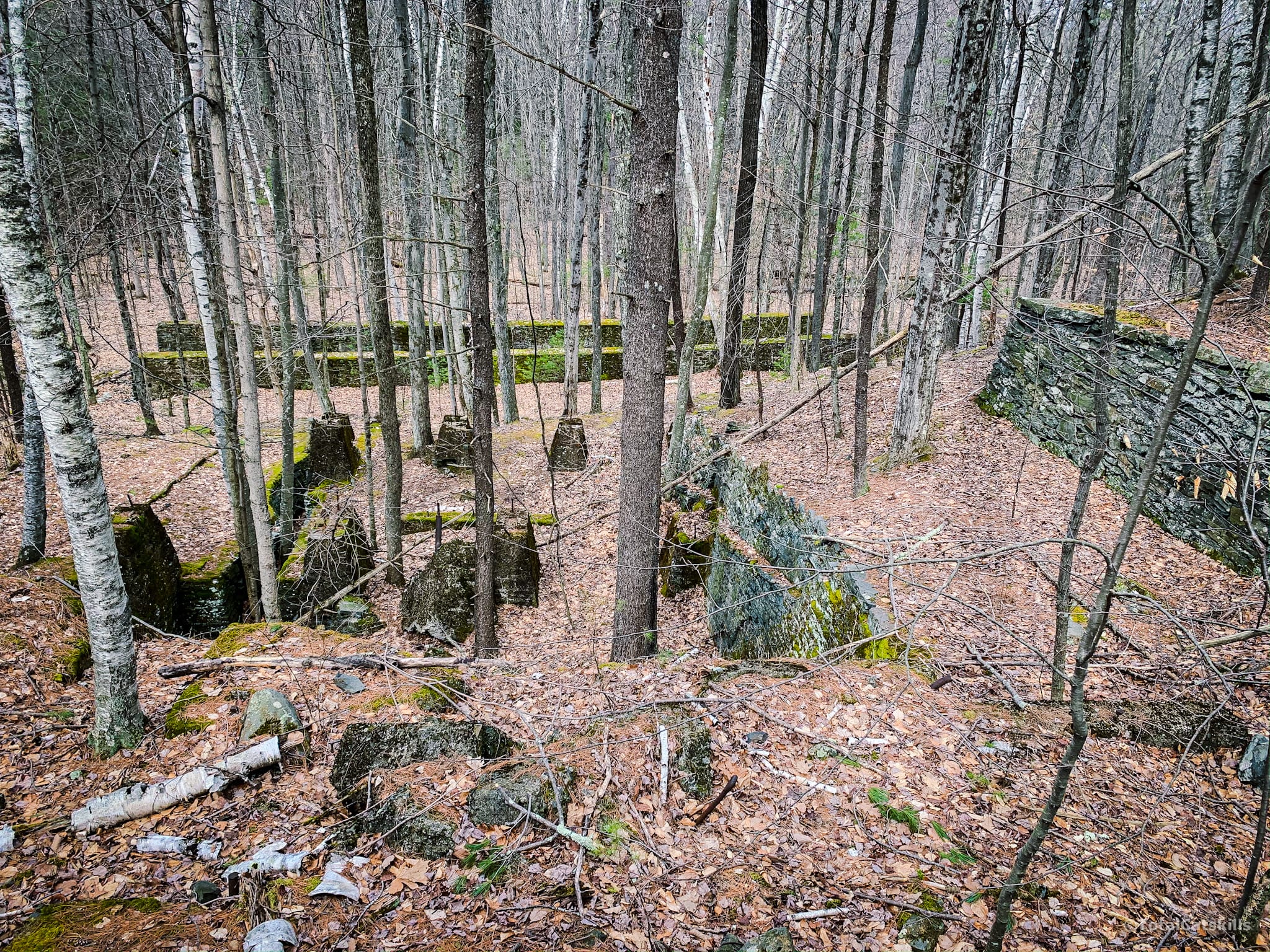 ruins in woods