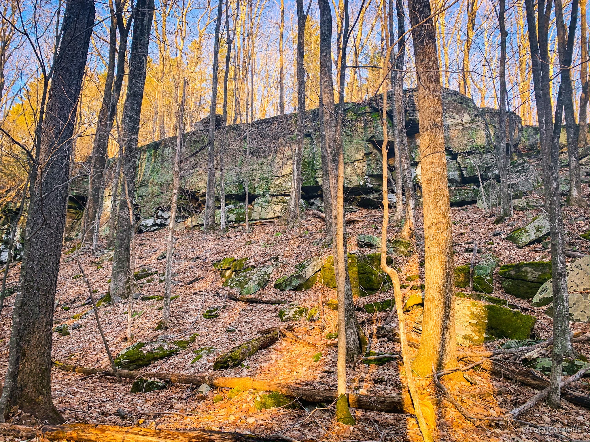 rock ledge in woods