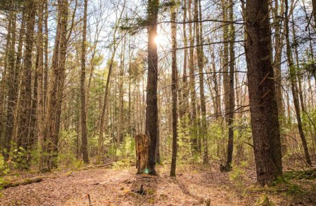 hemlock and white pine trees, sunset