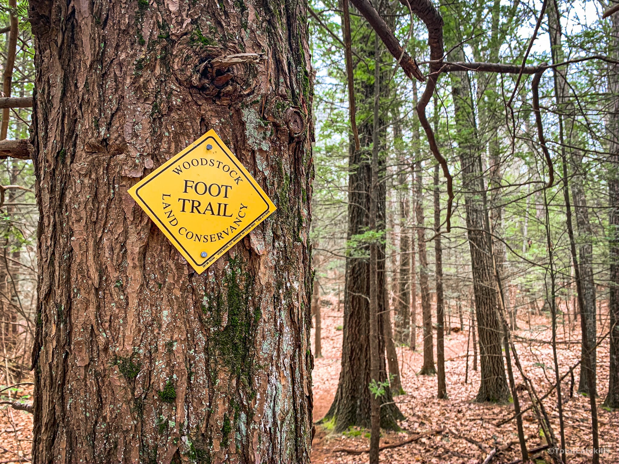 trail blaze on tree