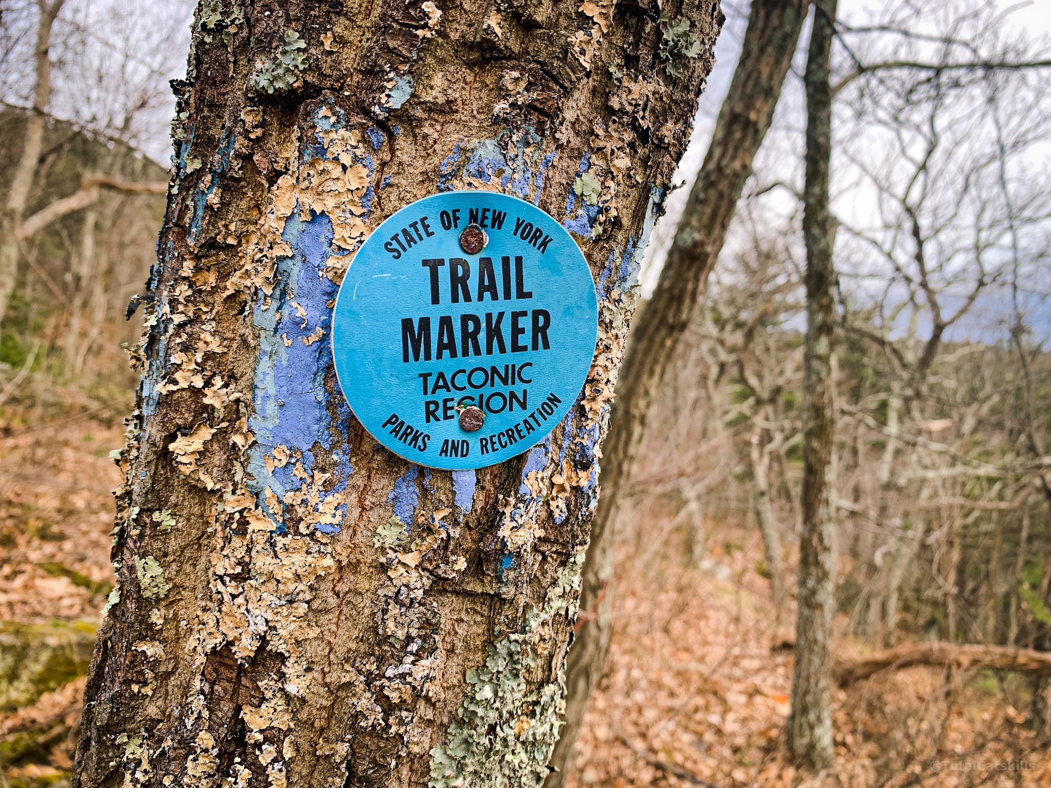 blue trail marker on tree