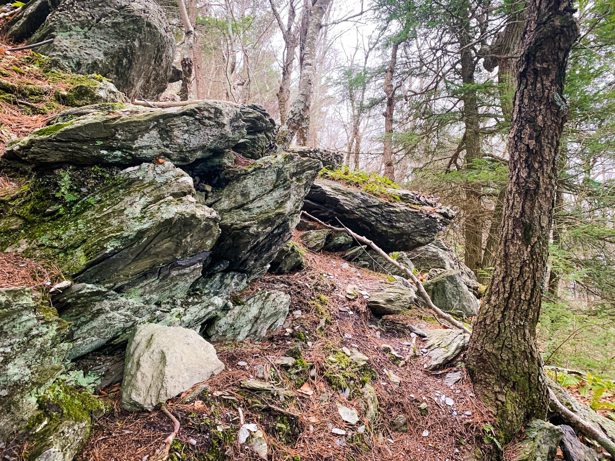 rock ledge and tree