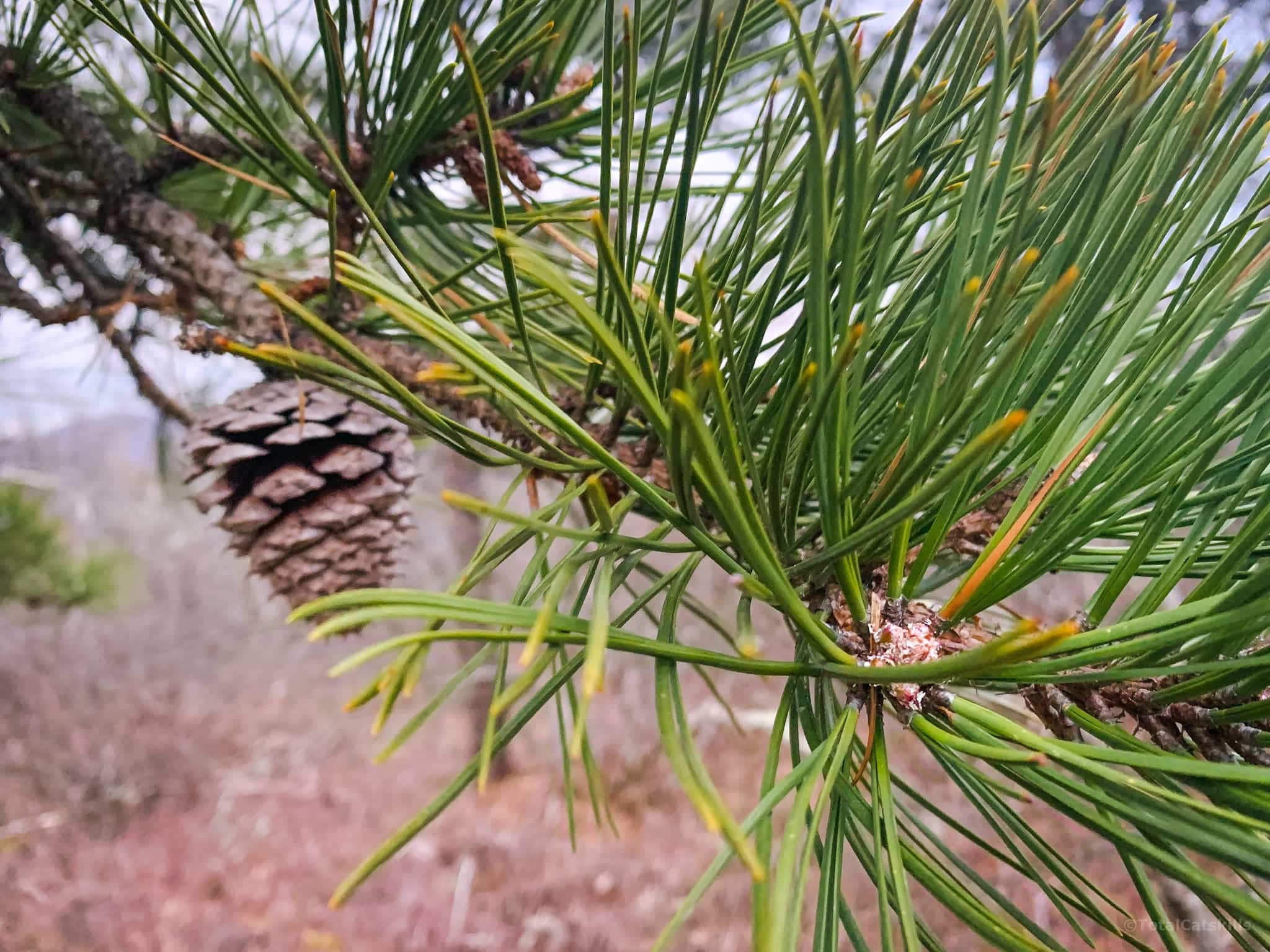 Pitch pine close-up