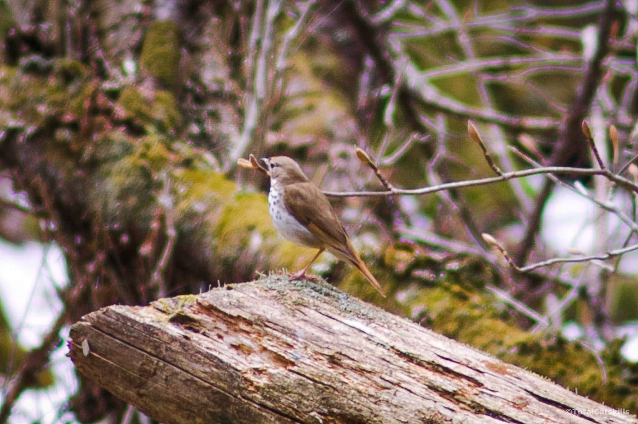 bird perched on old log