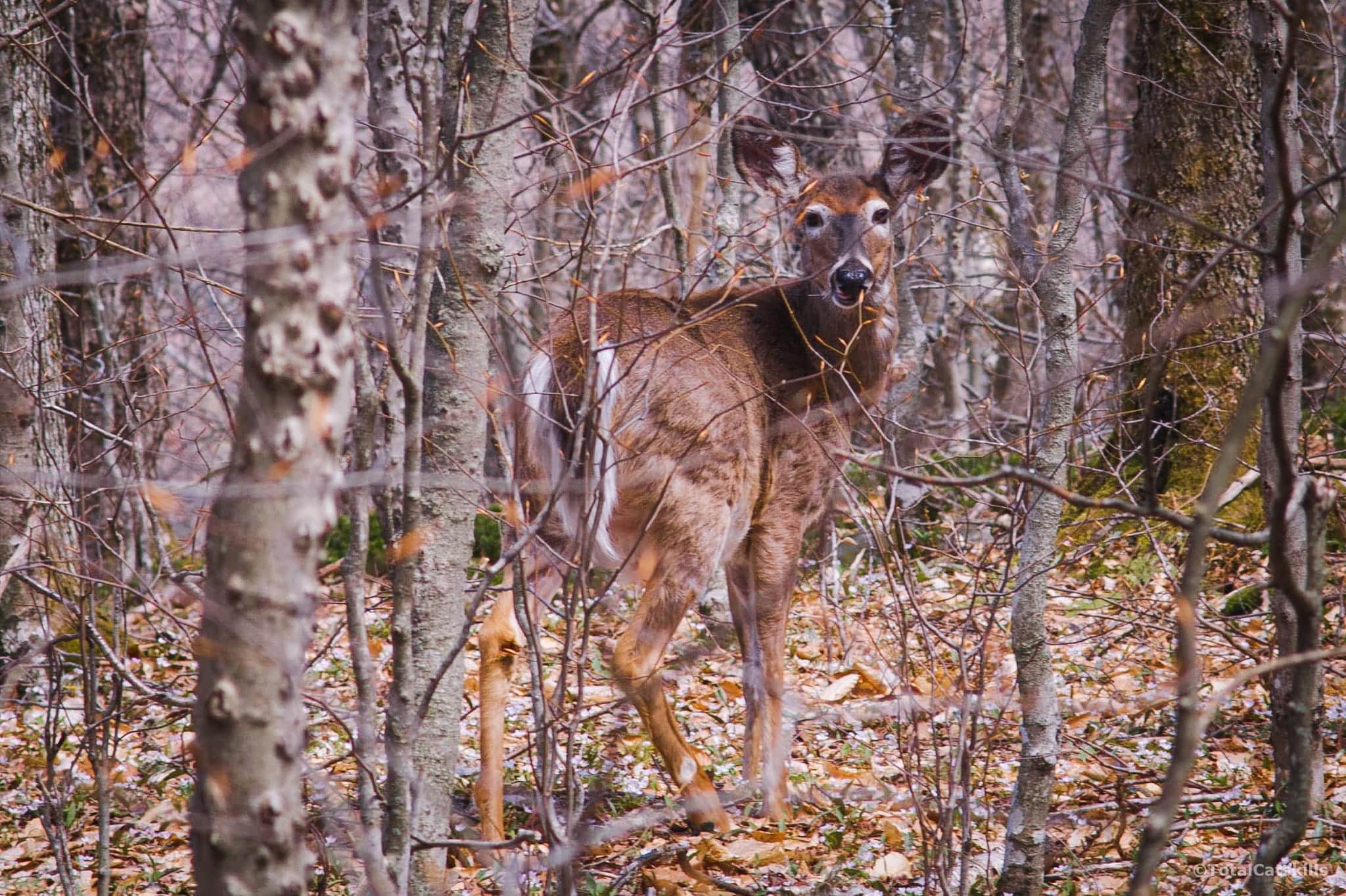 leave no trace: deer in woods