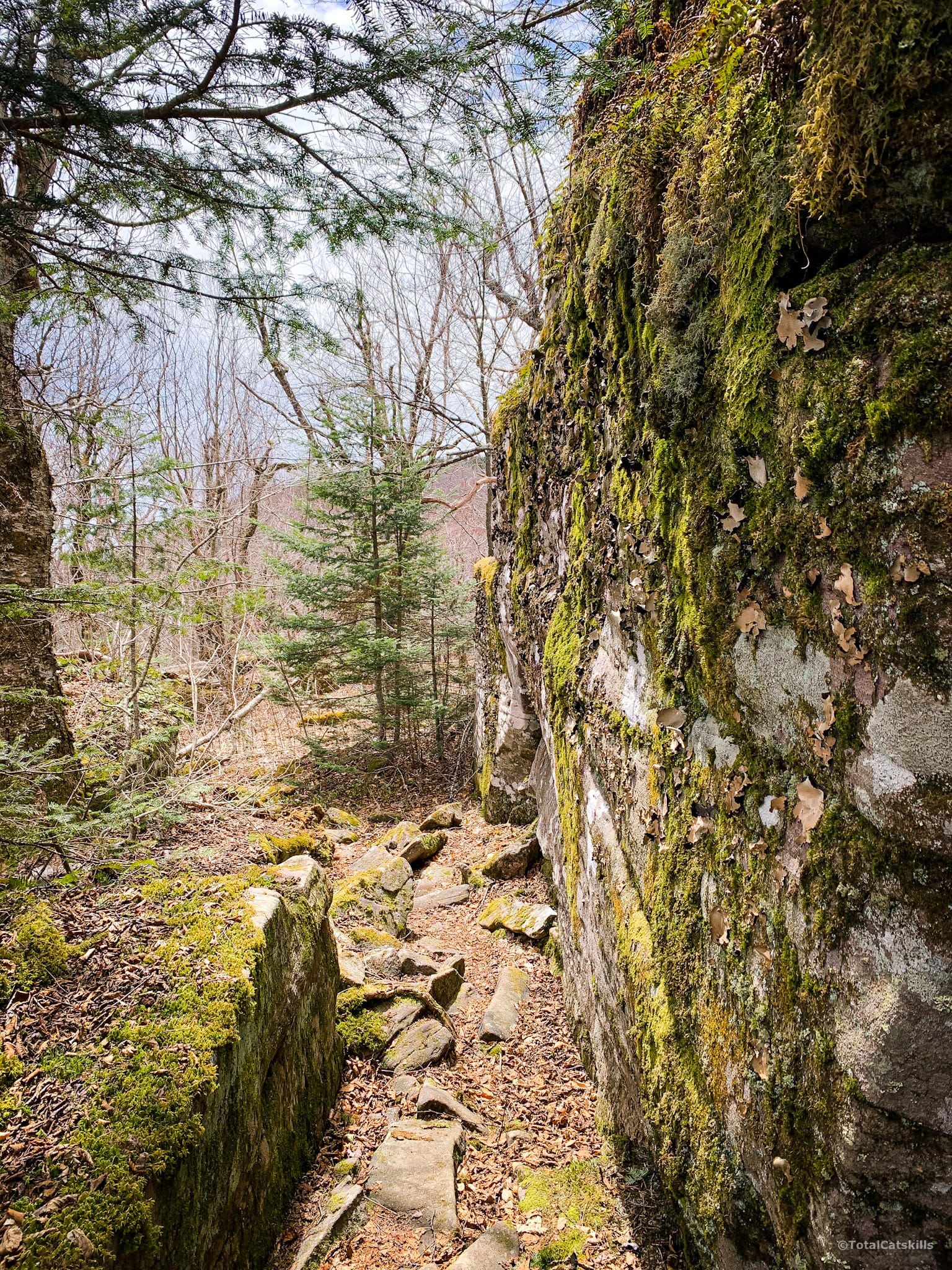 rock wall covered in moss on Panther Mountain