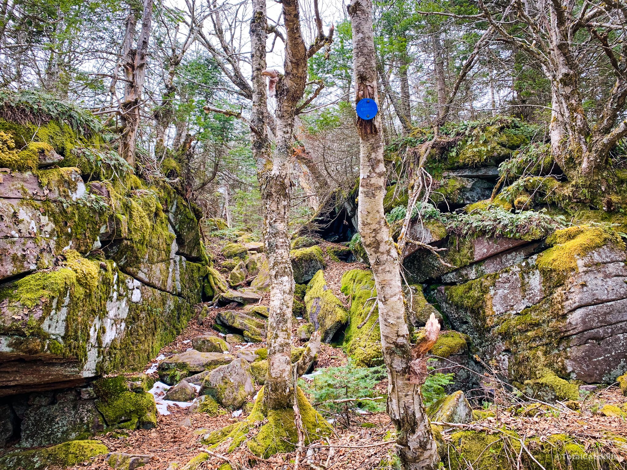 rock passage, trees, moss