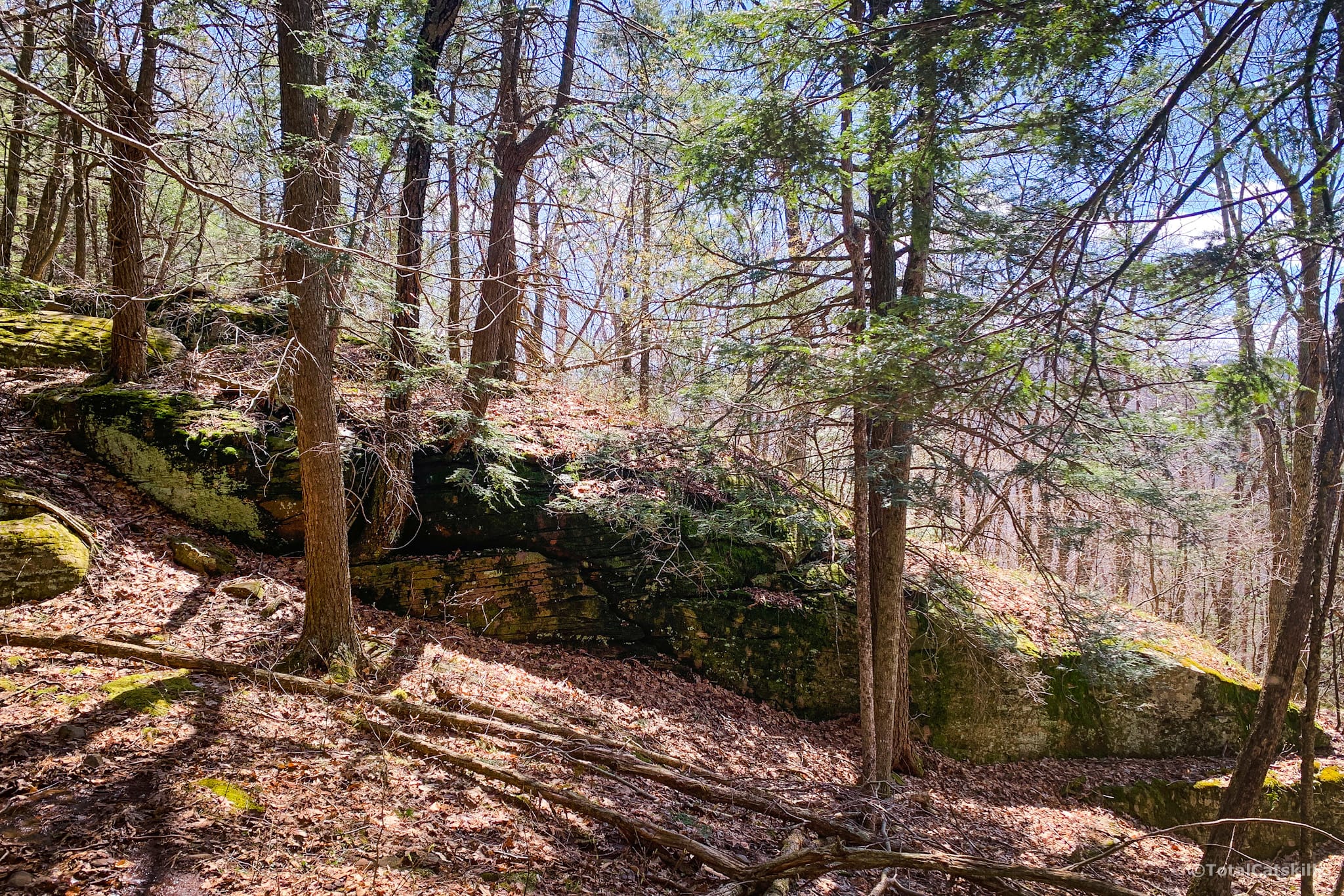 Enormous long flat boulder in woods