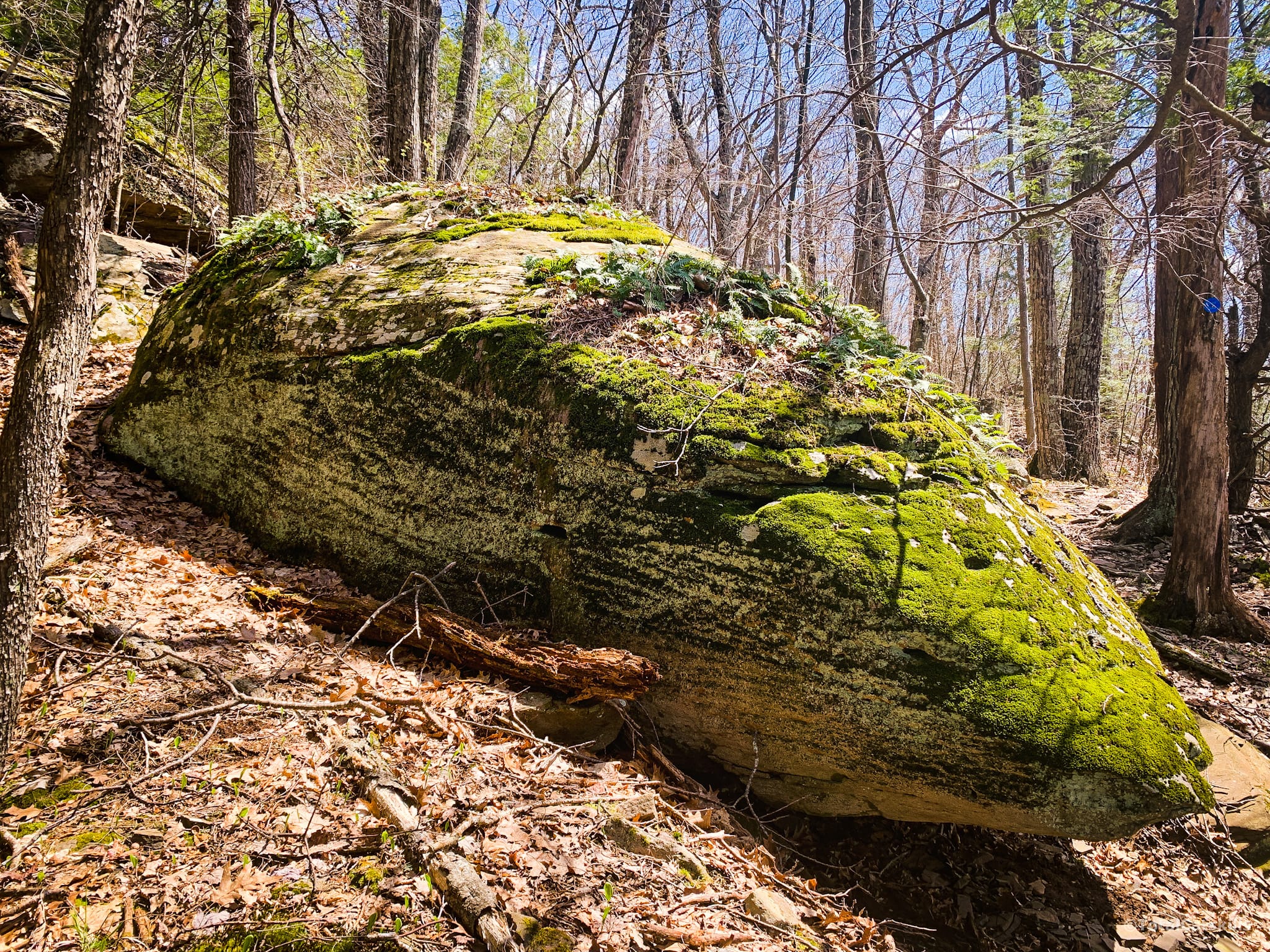 glacial erratic covered in moss