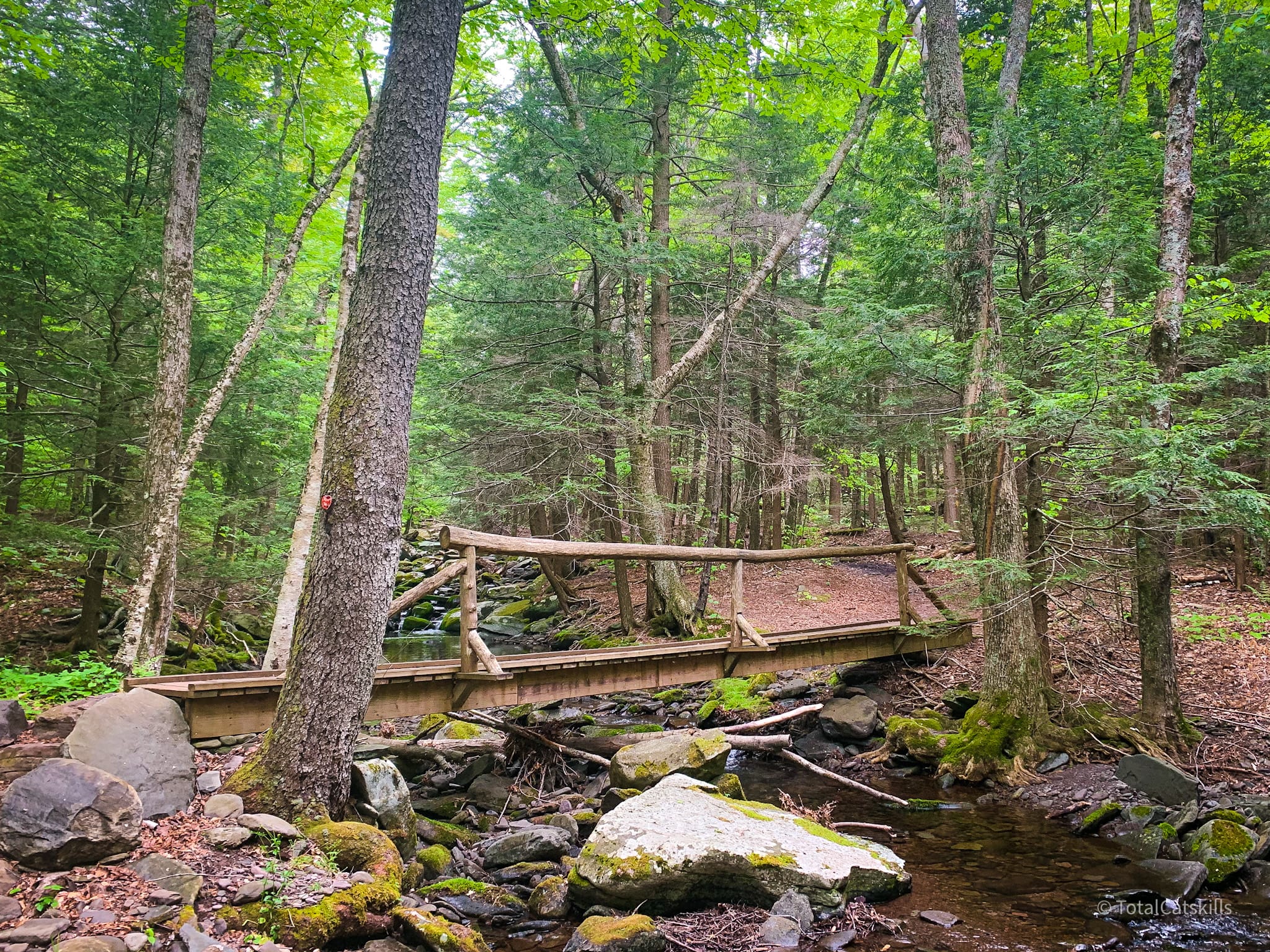 footbridge in woods