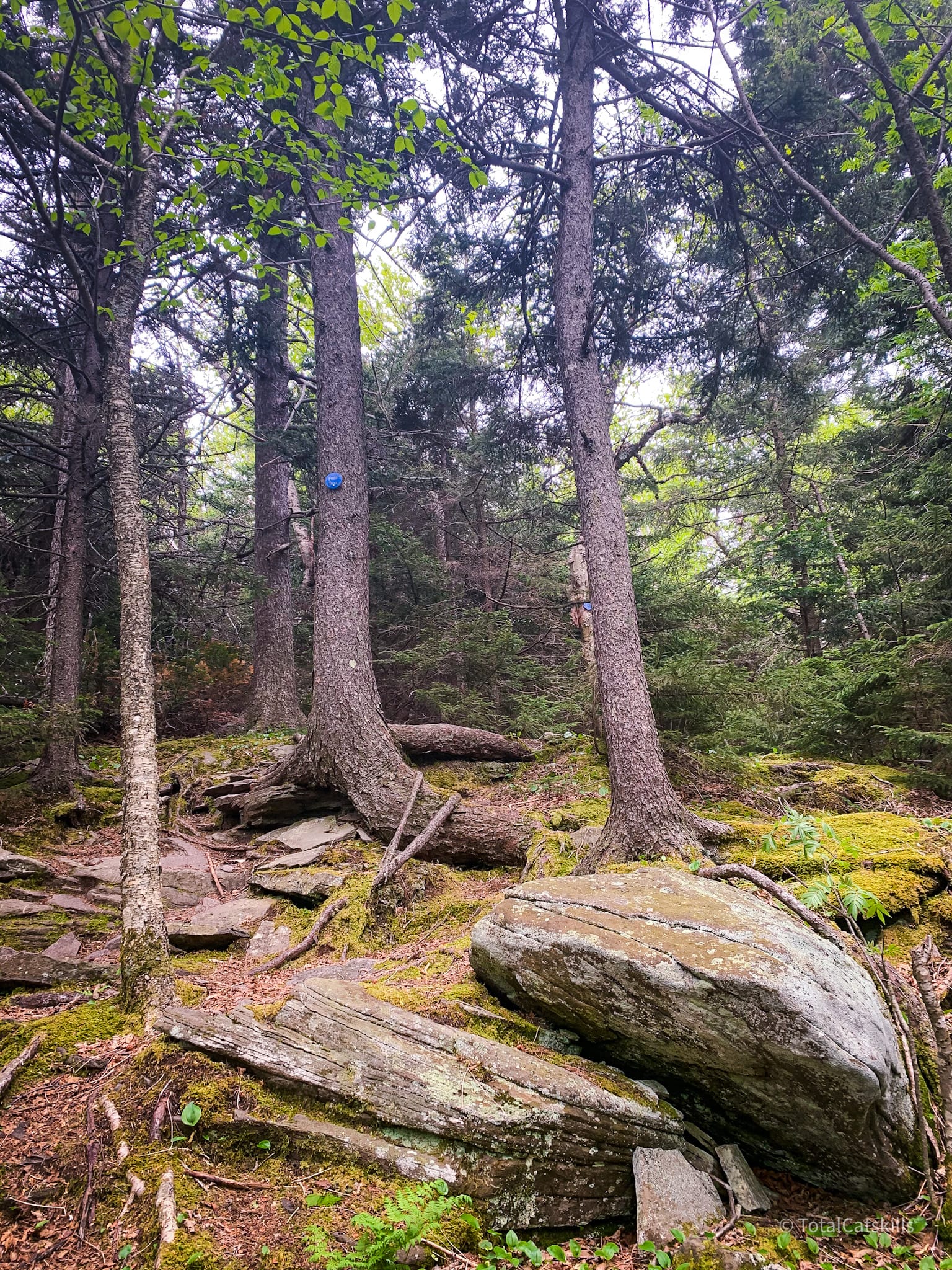 trees and boulders