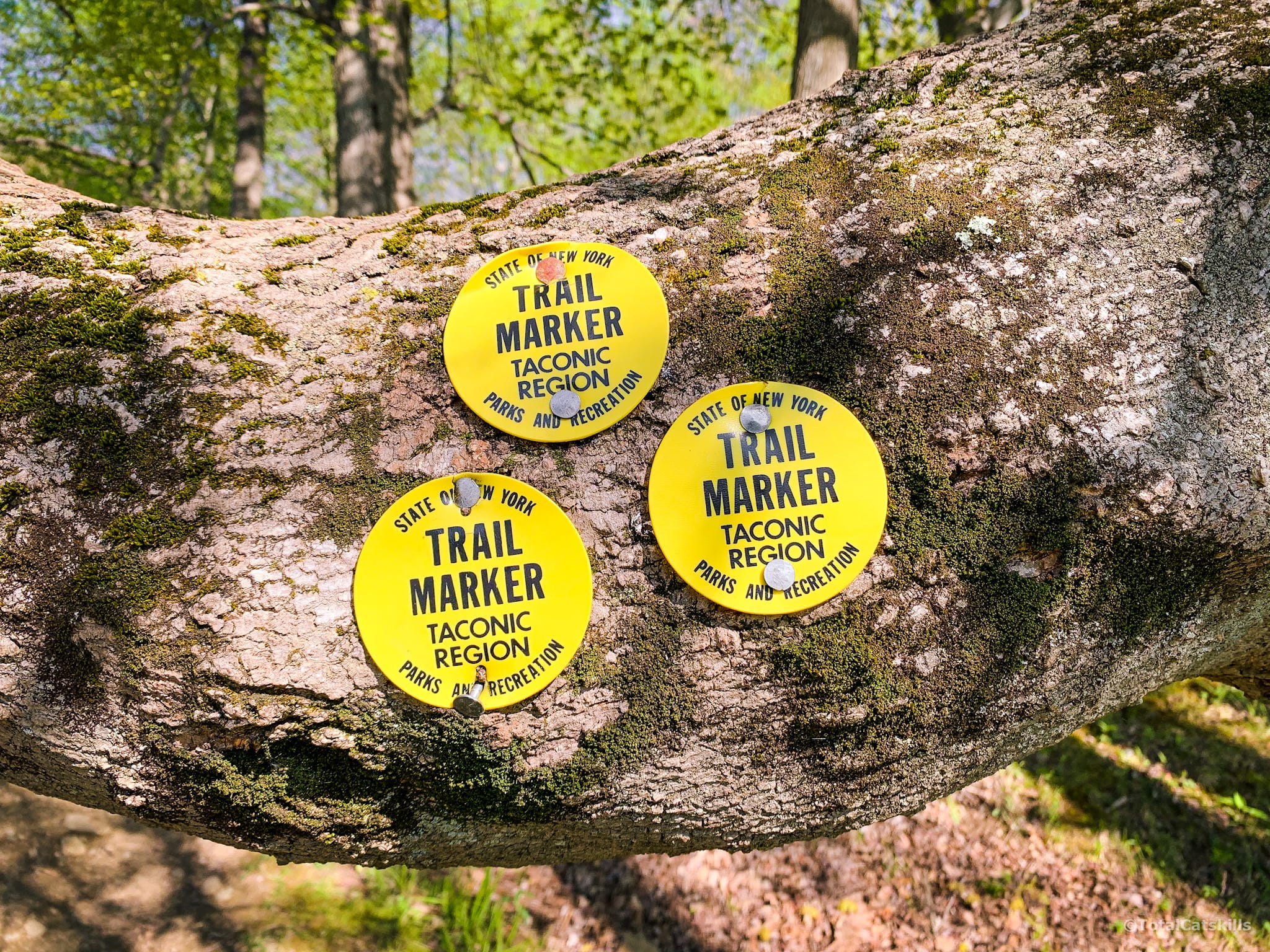 three yellow blazes on tree trunk