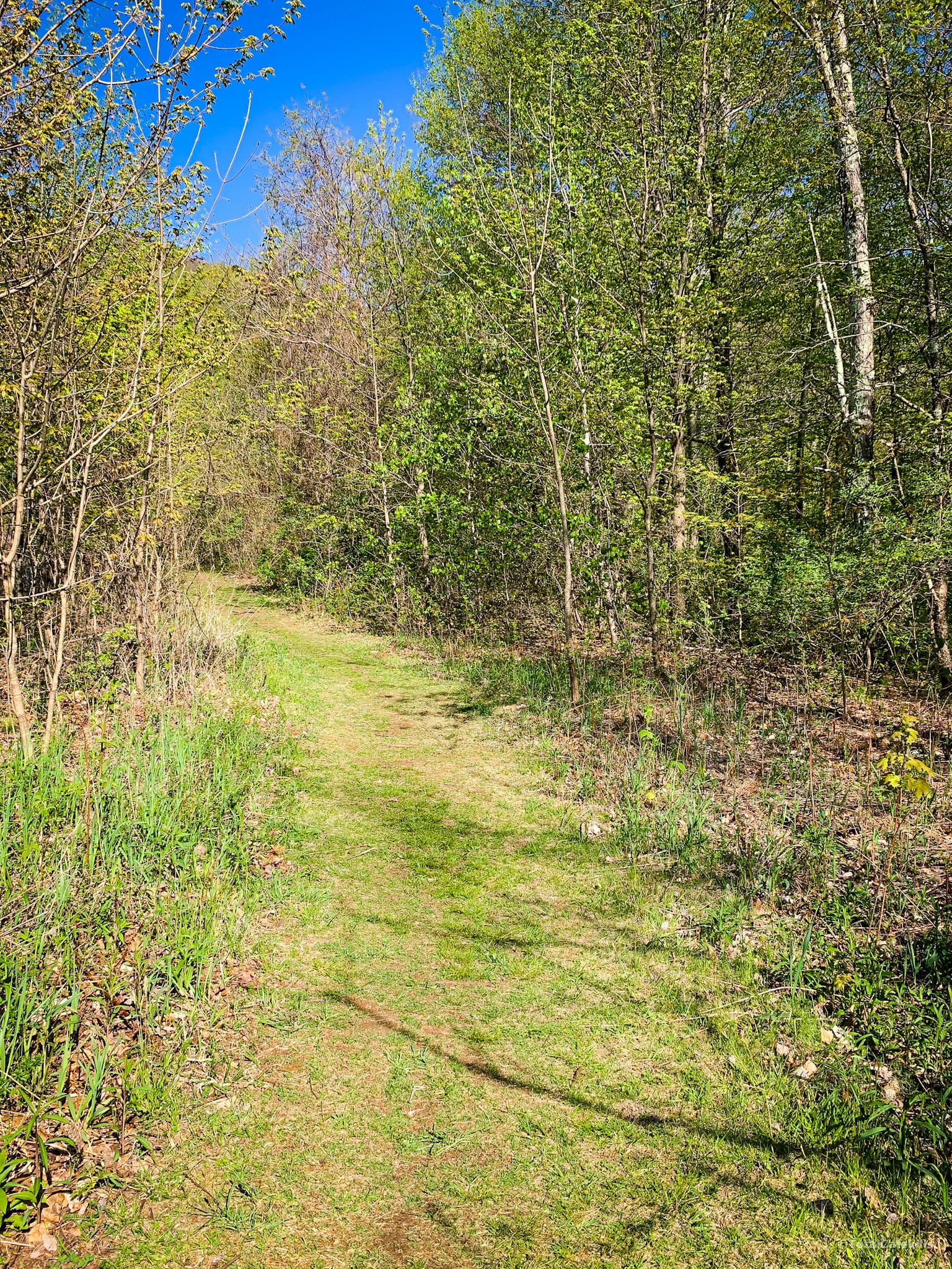grassy trail