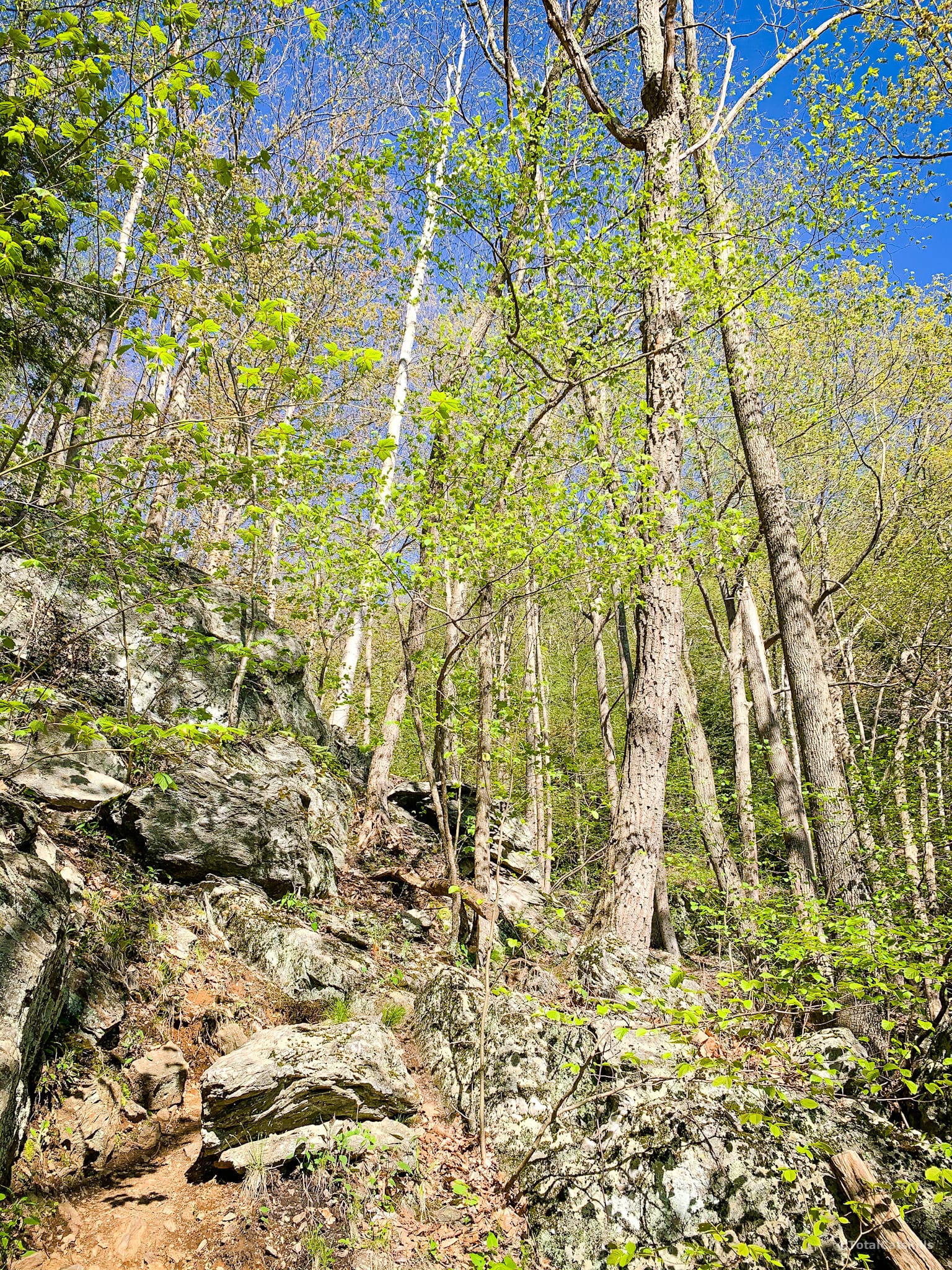 woods and steep rocks