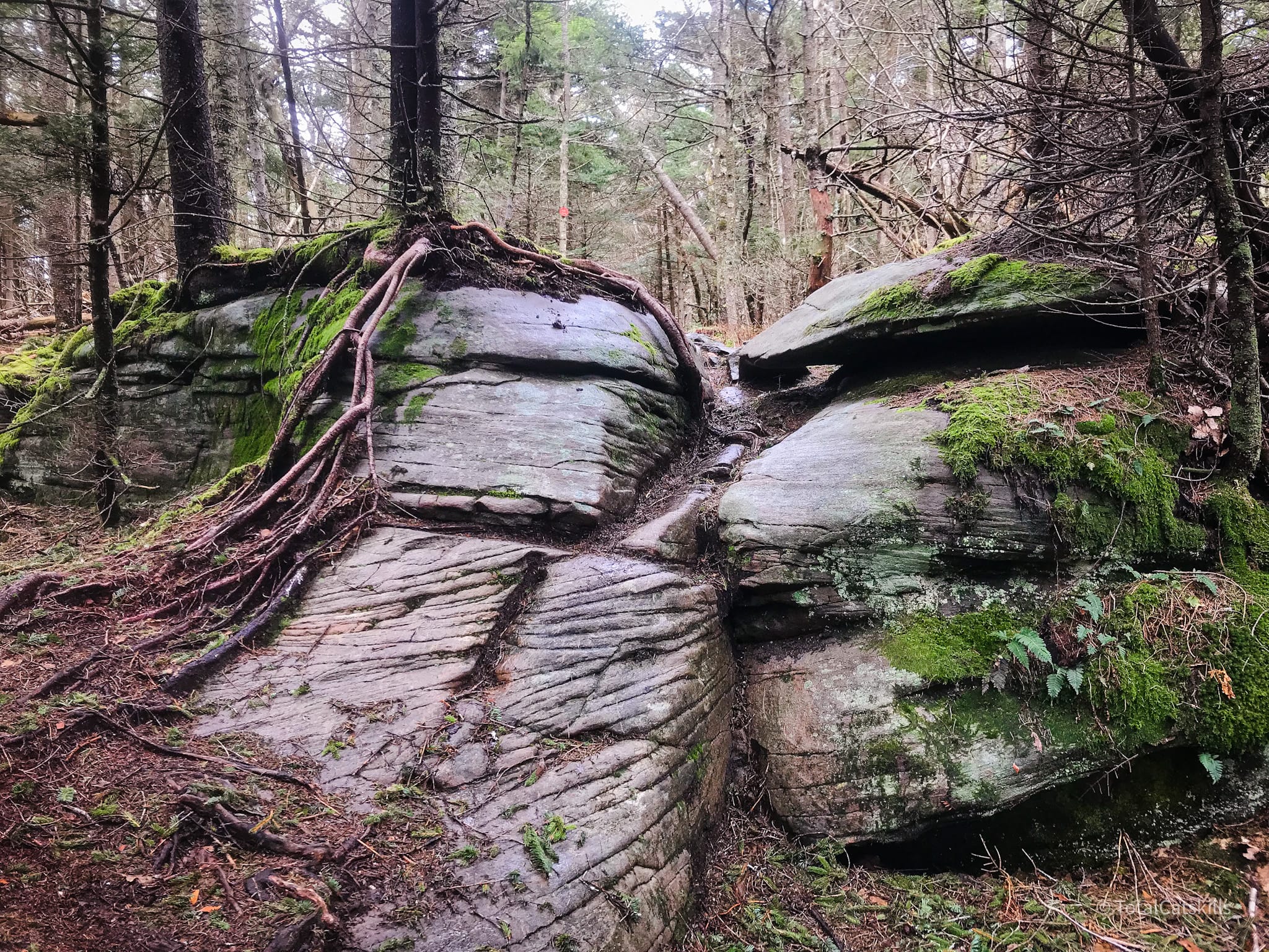 boulders in woods