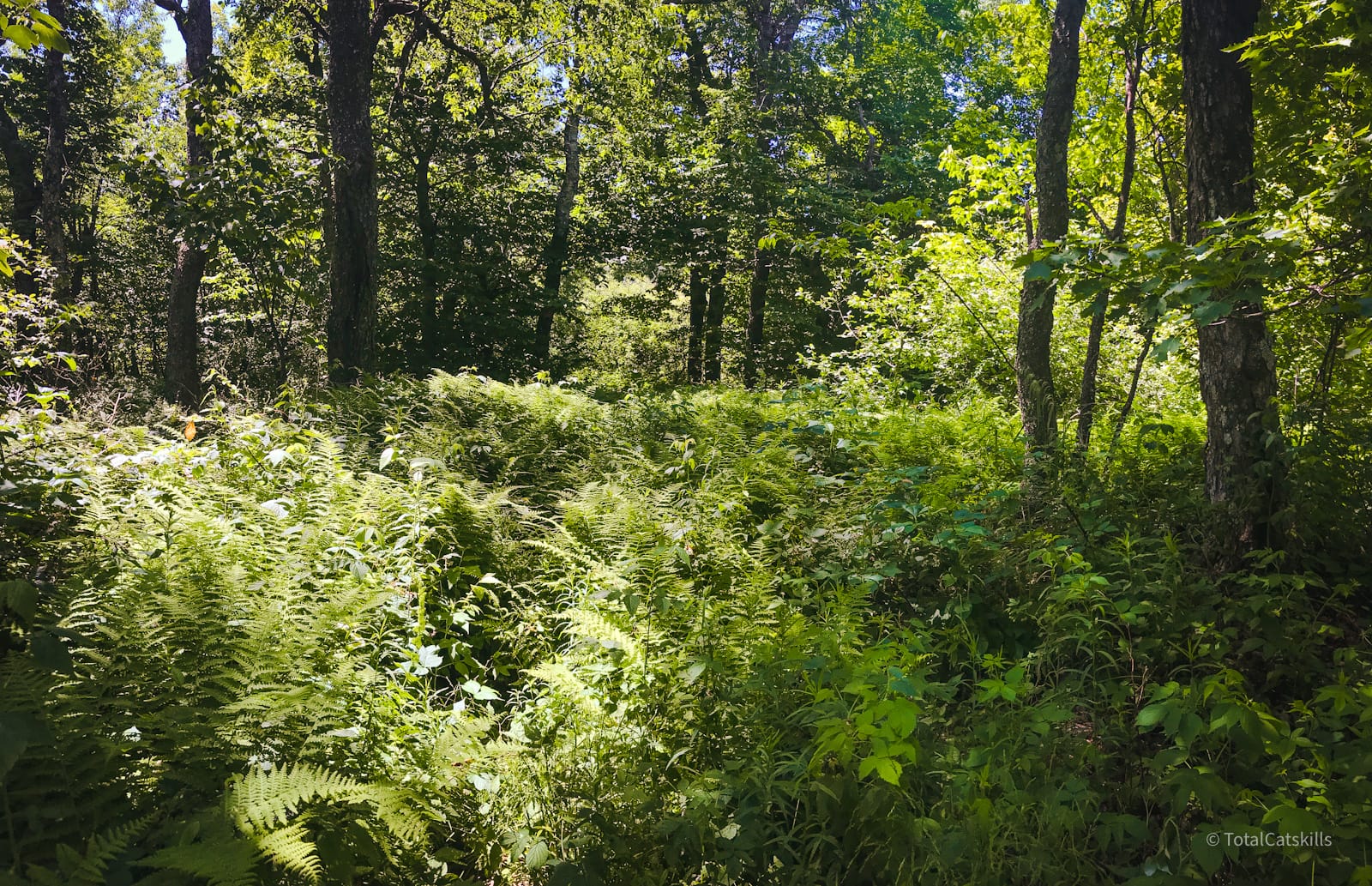 fern glade in woods