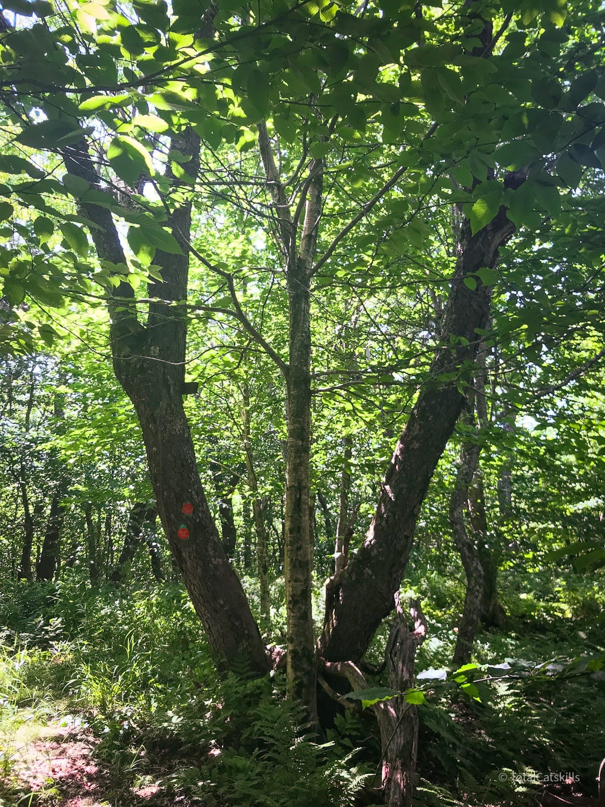 tree at summit