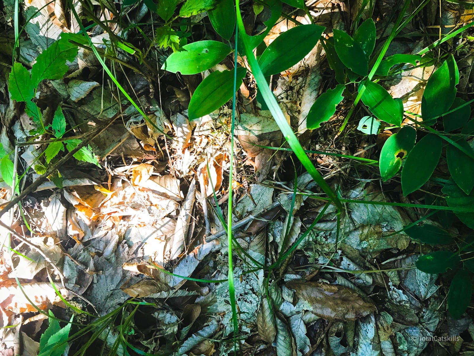 wood frog camouflage