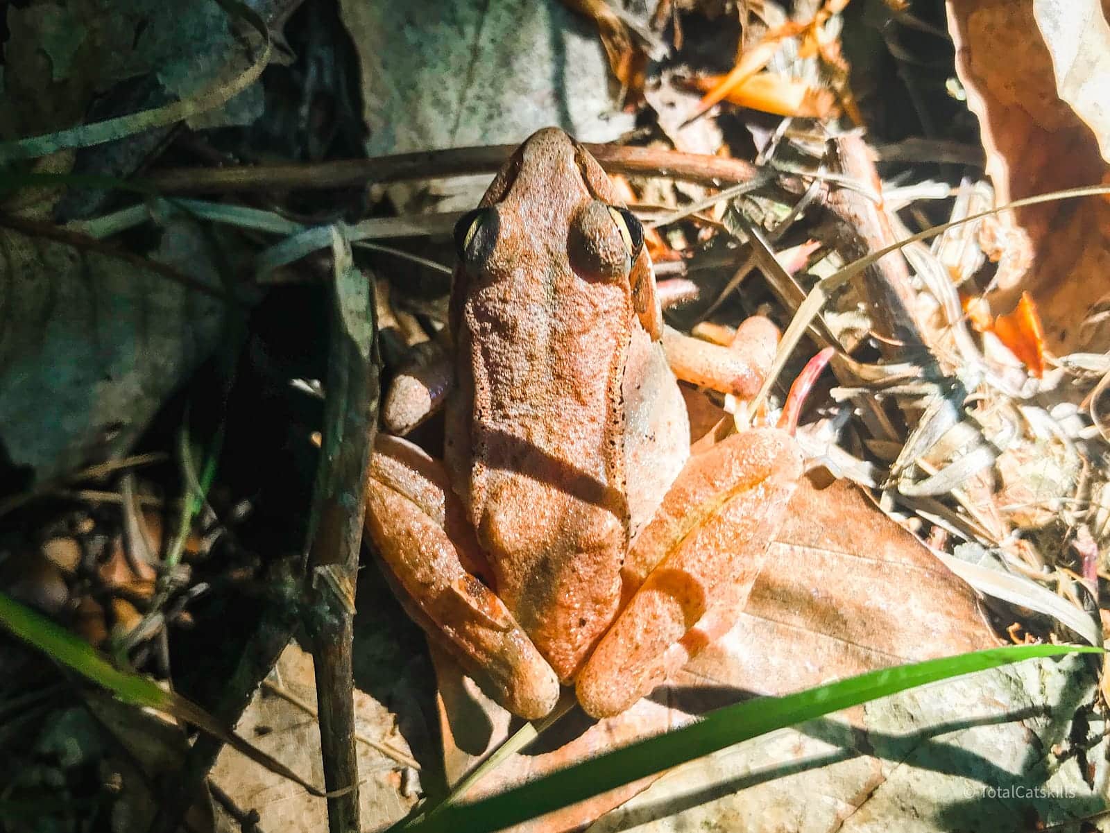 wood frog among grass and dried foliage