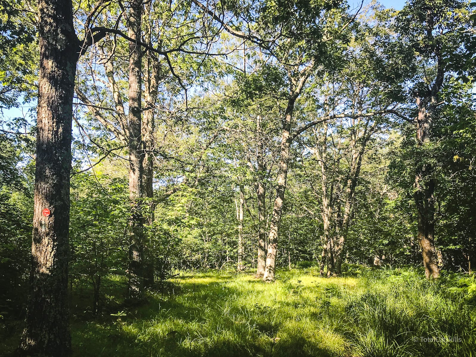 open woods area