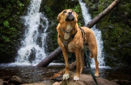 wet dog in front of waterfall