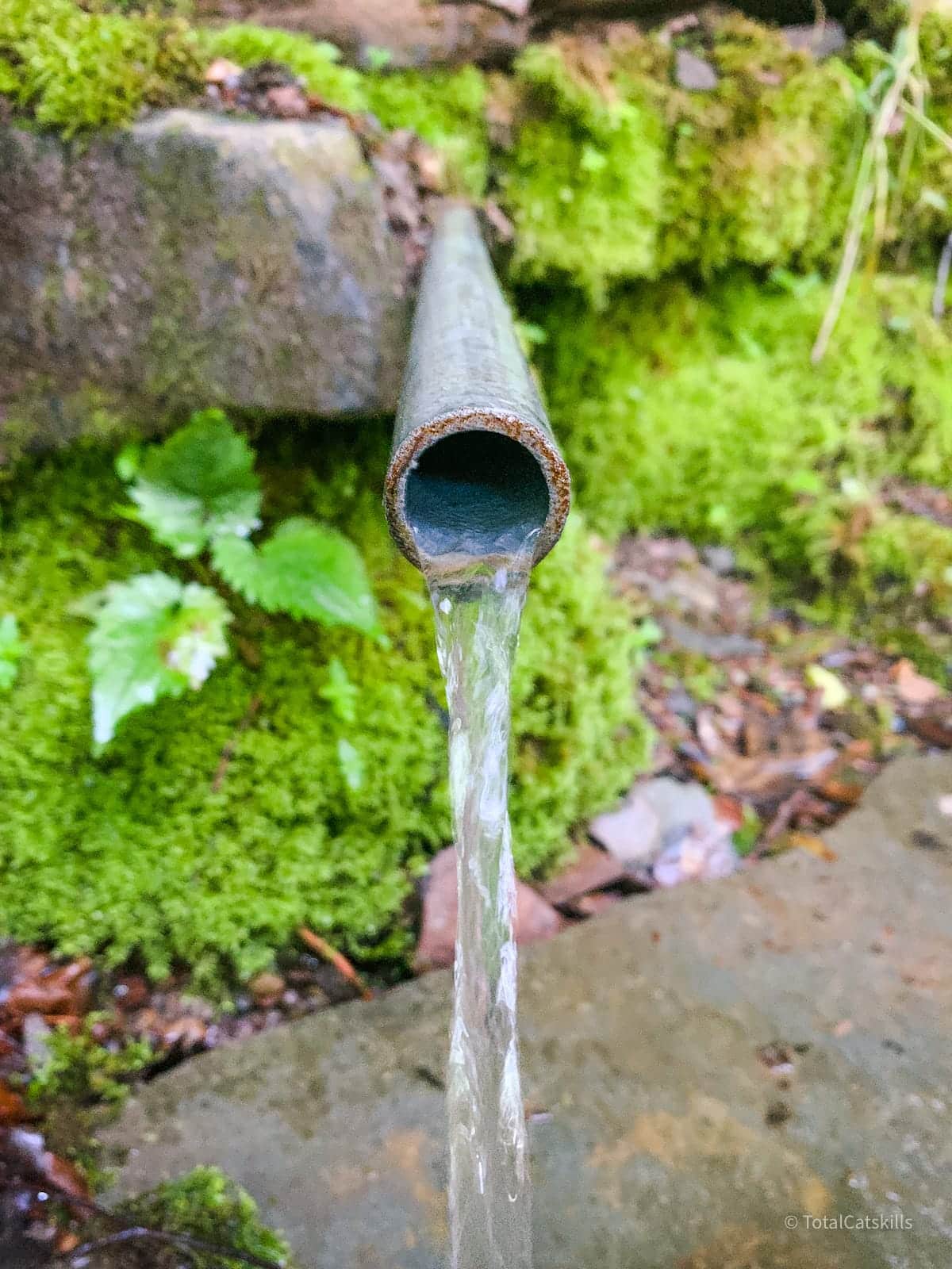 pipe spring in woods