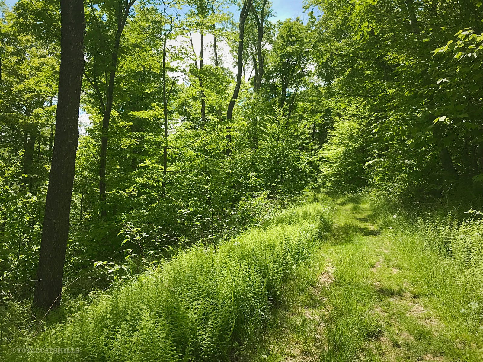 grassy hiking trail in forest