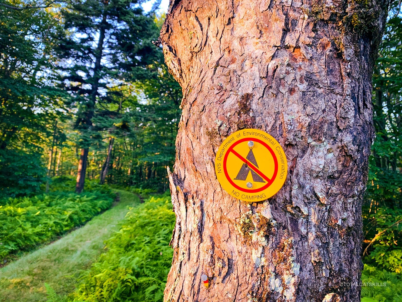 no camping sign on tree trunk