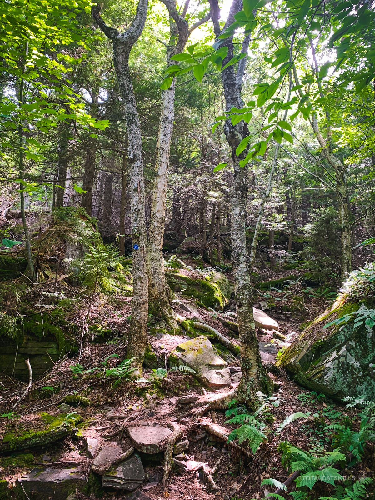 sugarloaf woods hiking trail
