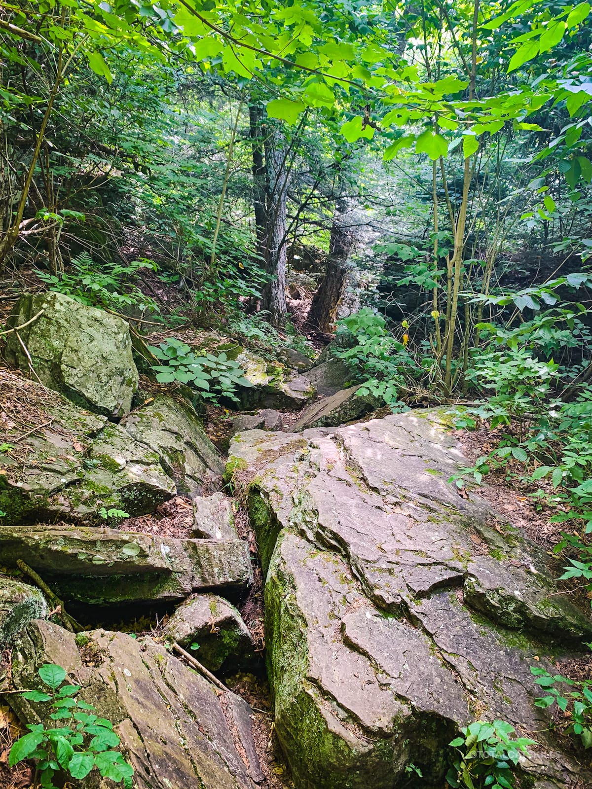 sugarloaf rocky trail bed