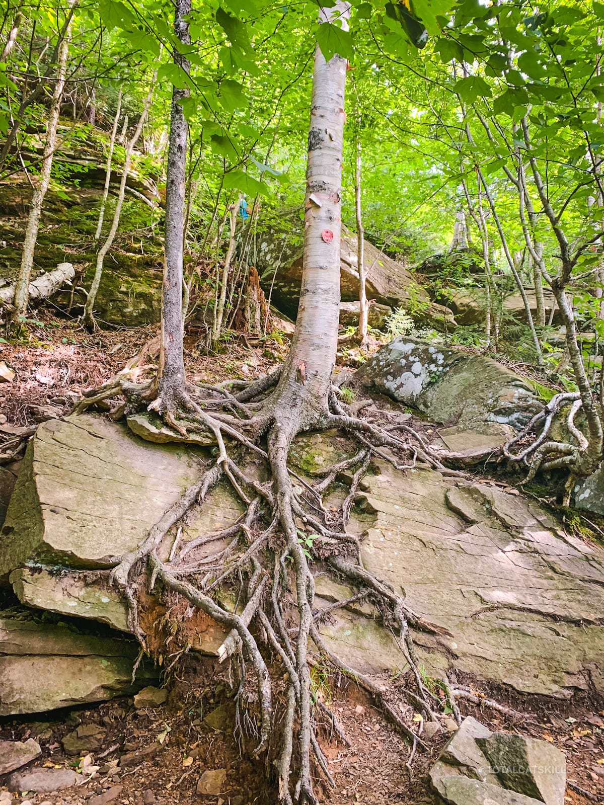 tree roots on boulder