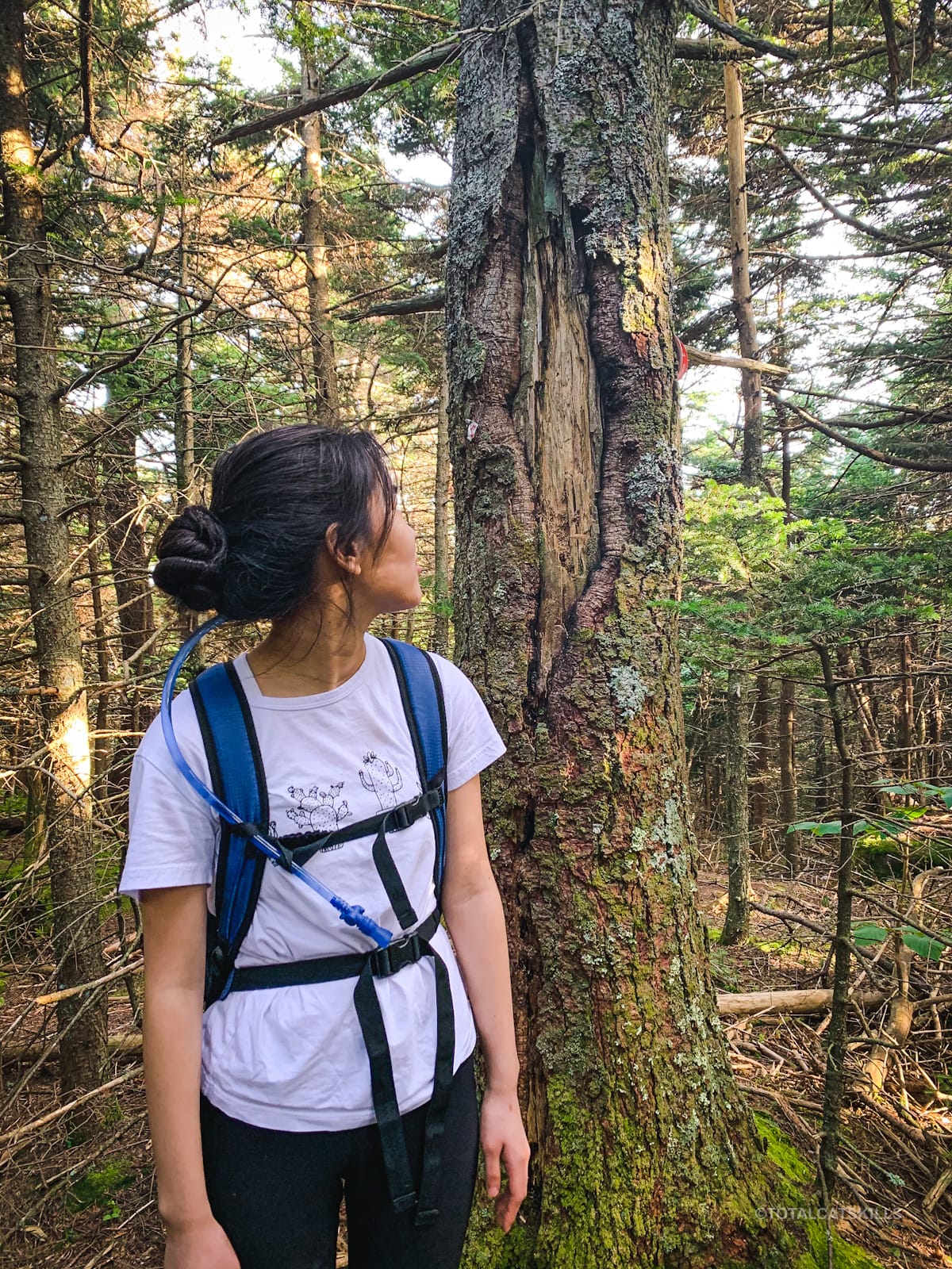 hiker at summit tree